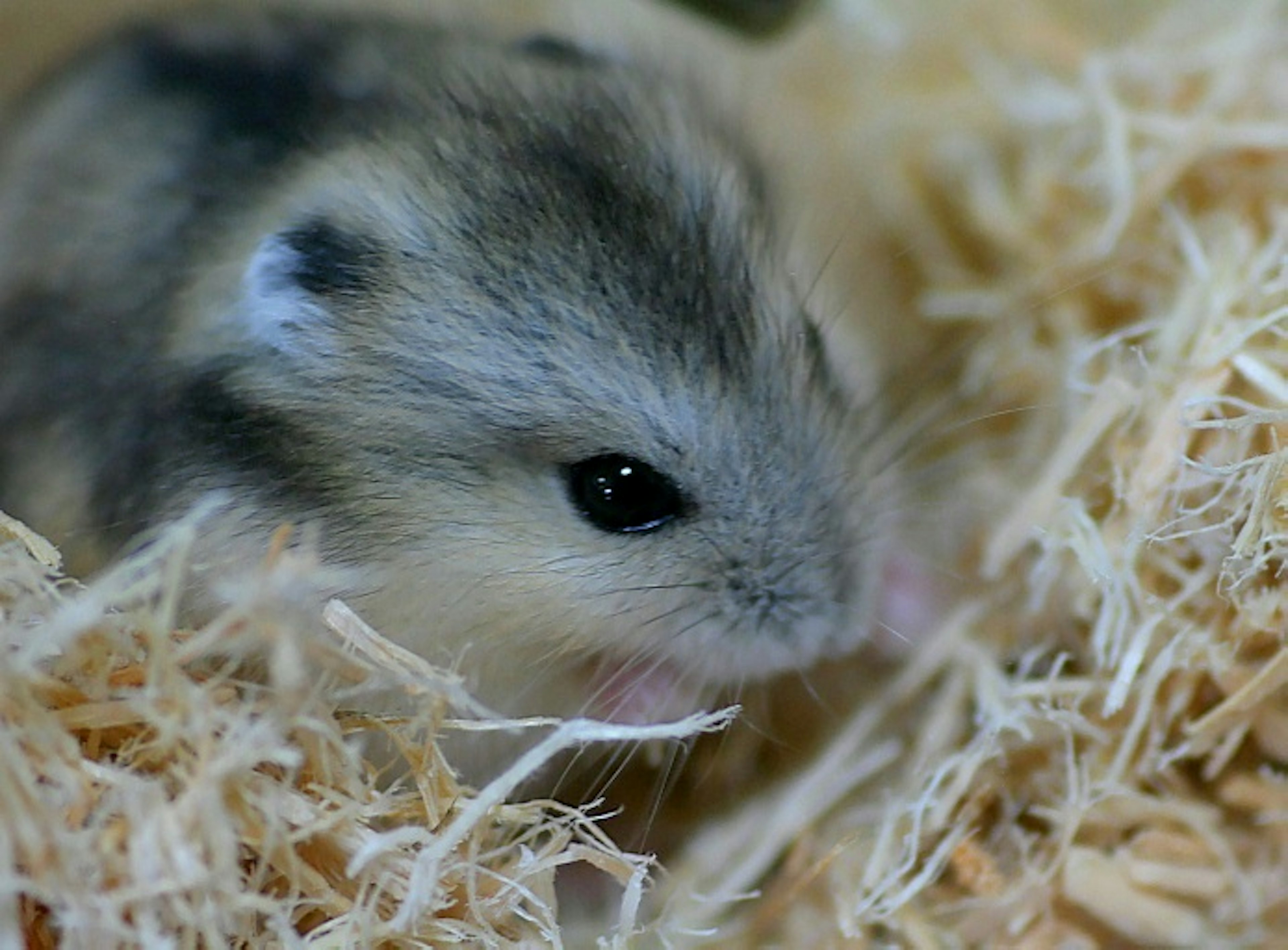 Seekor hamster kecil bersarang di serutan kayu