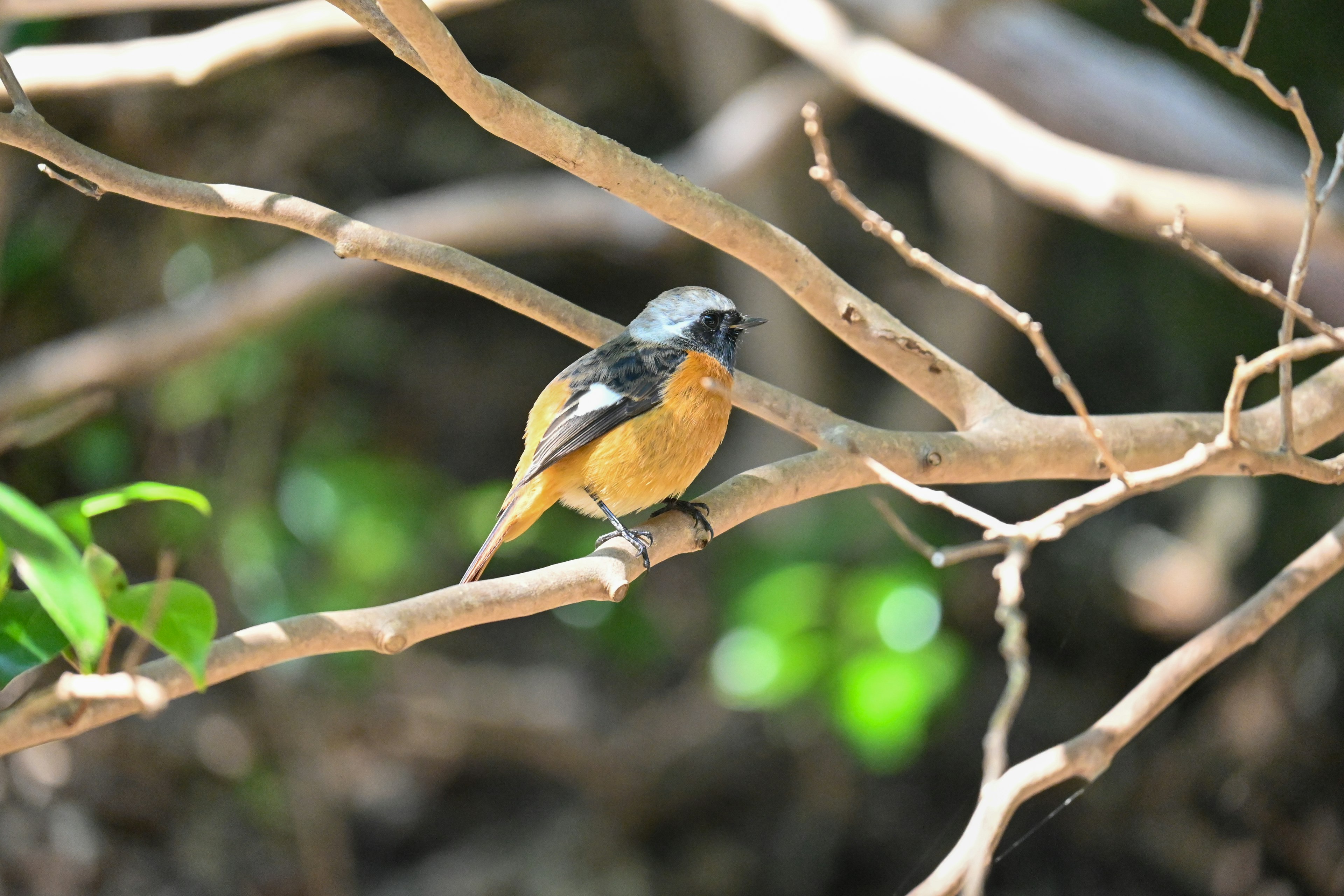 Ein schöner kleiner Vogel, der auf einem Ast sitzt, mit einem leuchtend orangefarbenen Bauch und einem grauen Kopf