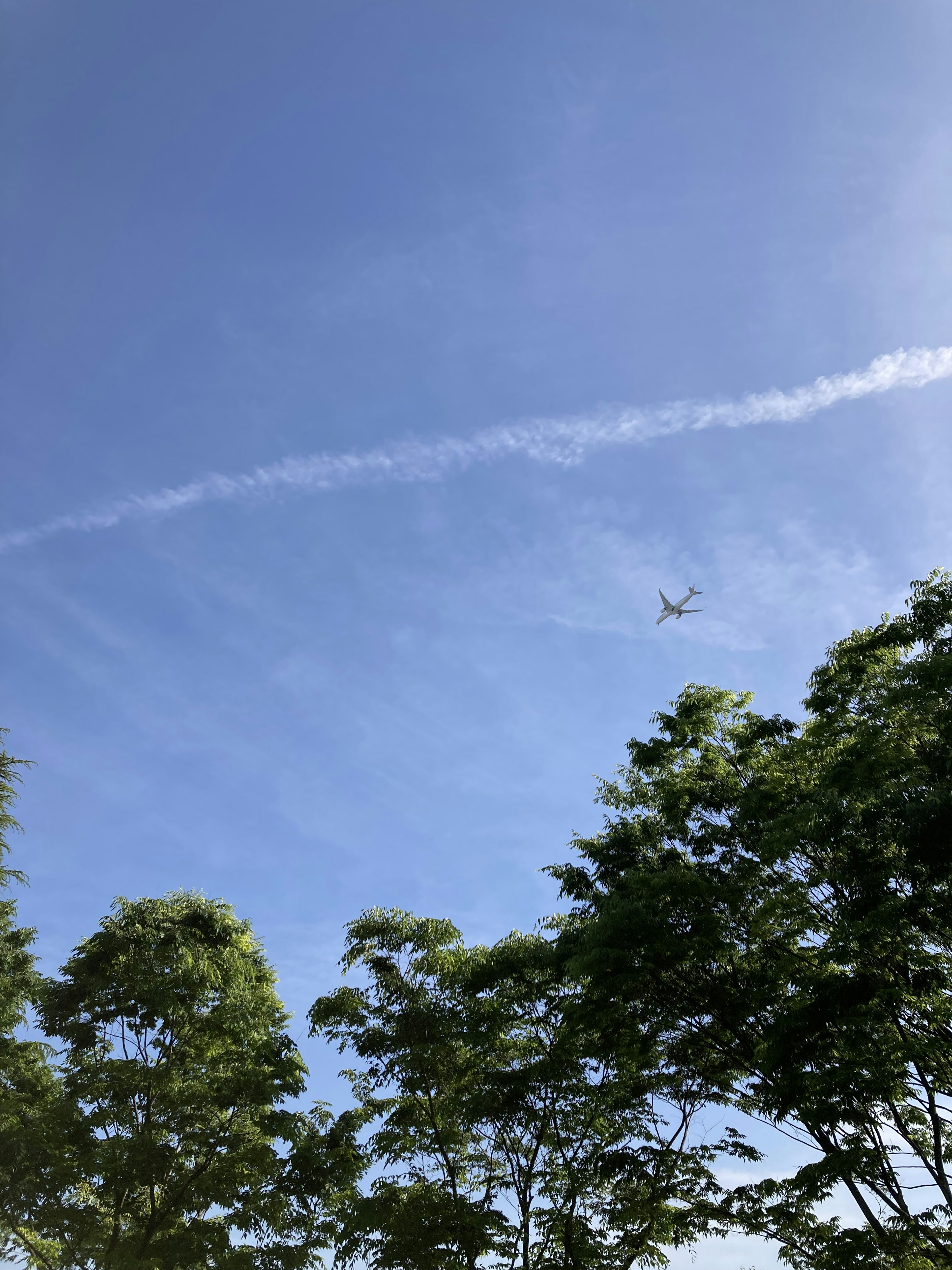 Ein klarer blauer Himmel mit einem Flugzeug, das über hohen Bäumen fliegt