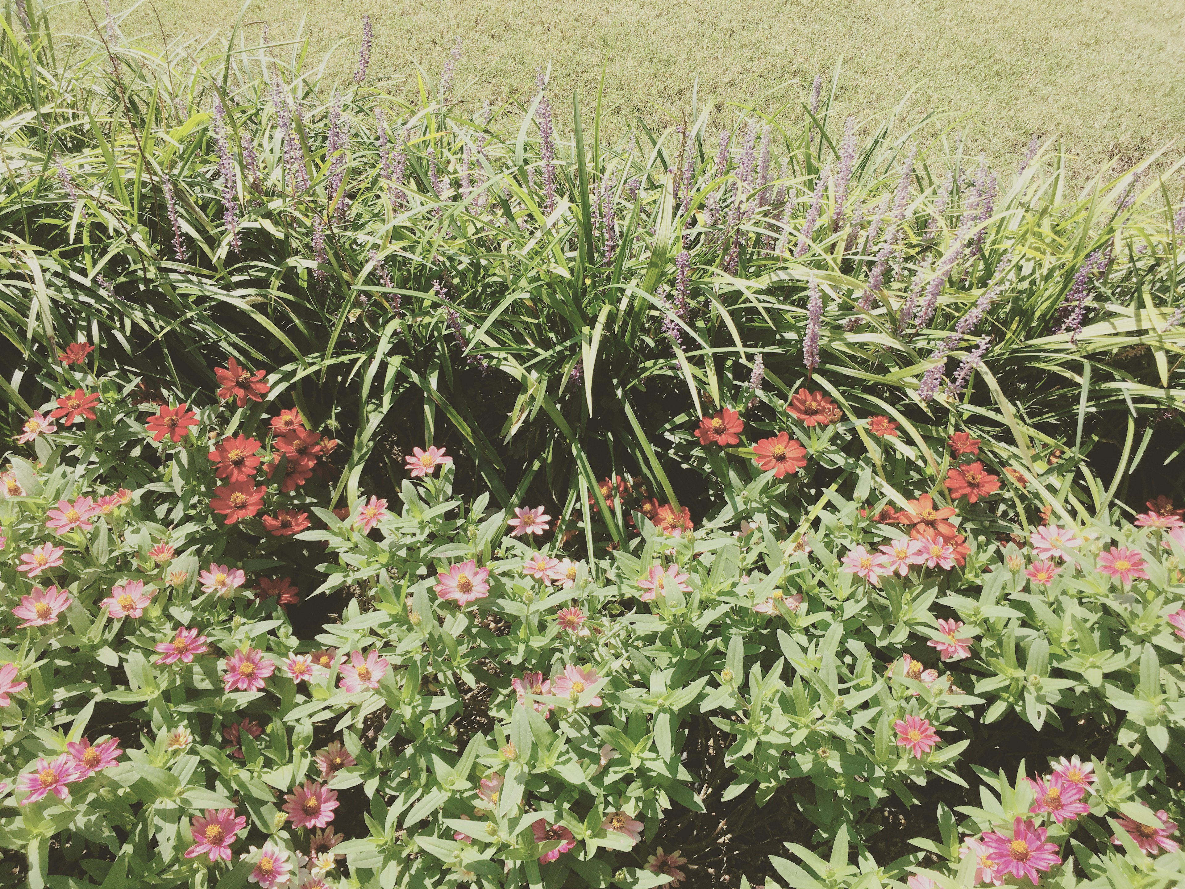 Una escena de jardín con flores coloridas y hierba verde exuberante