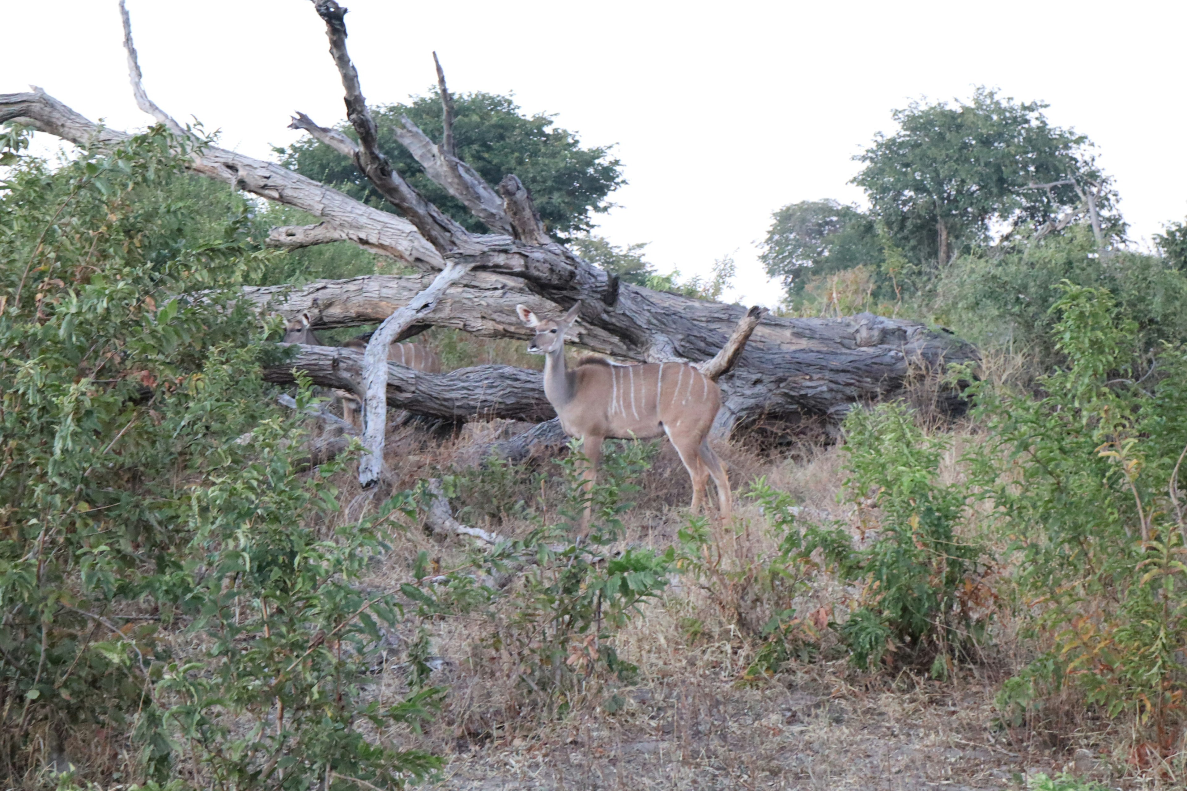 Kudu steht in der Nähe eines umgefallenen Baumes in natürlicher Umgebung