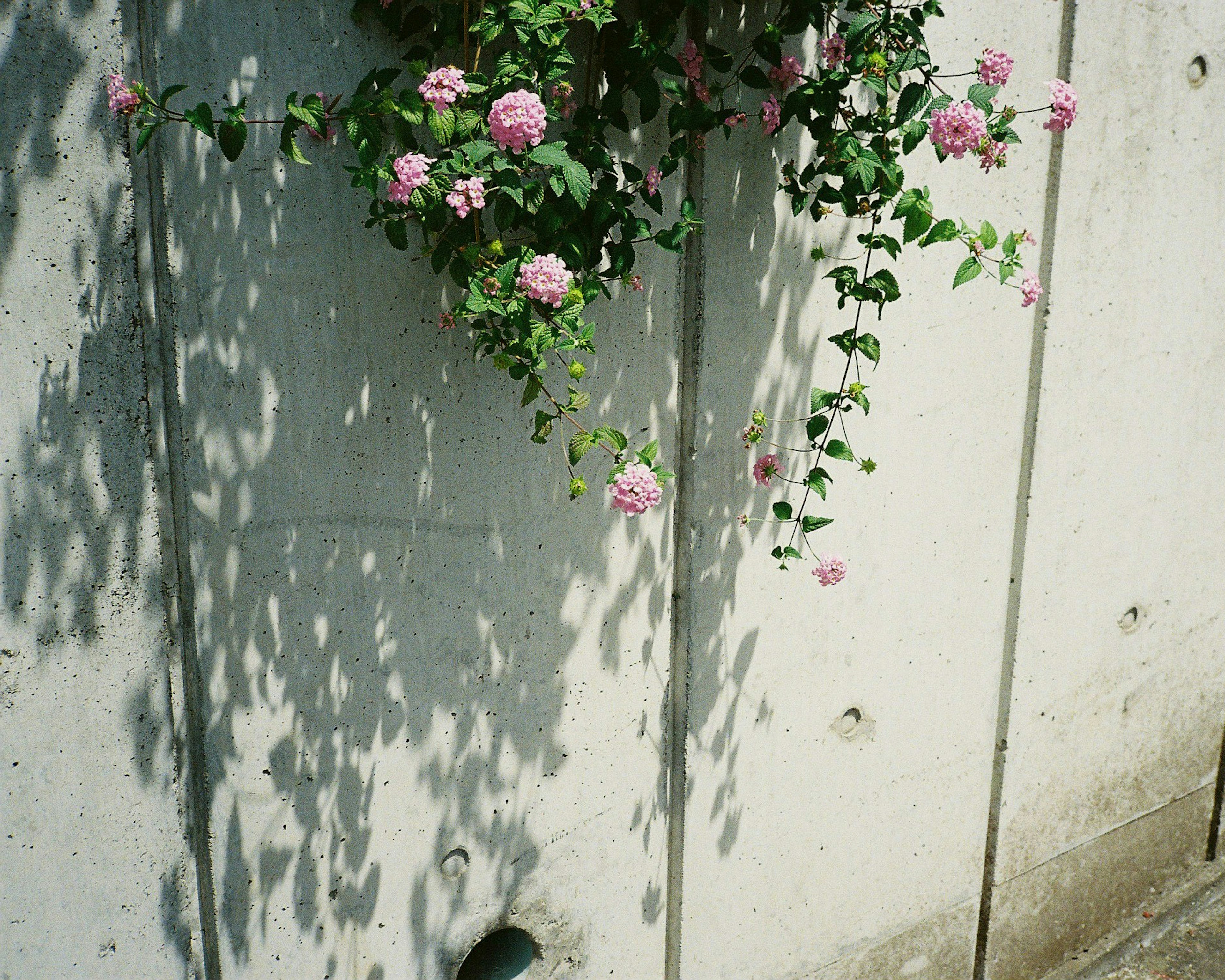 Planta con flores rosas colgando de una pared de concreto proyectando sombras