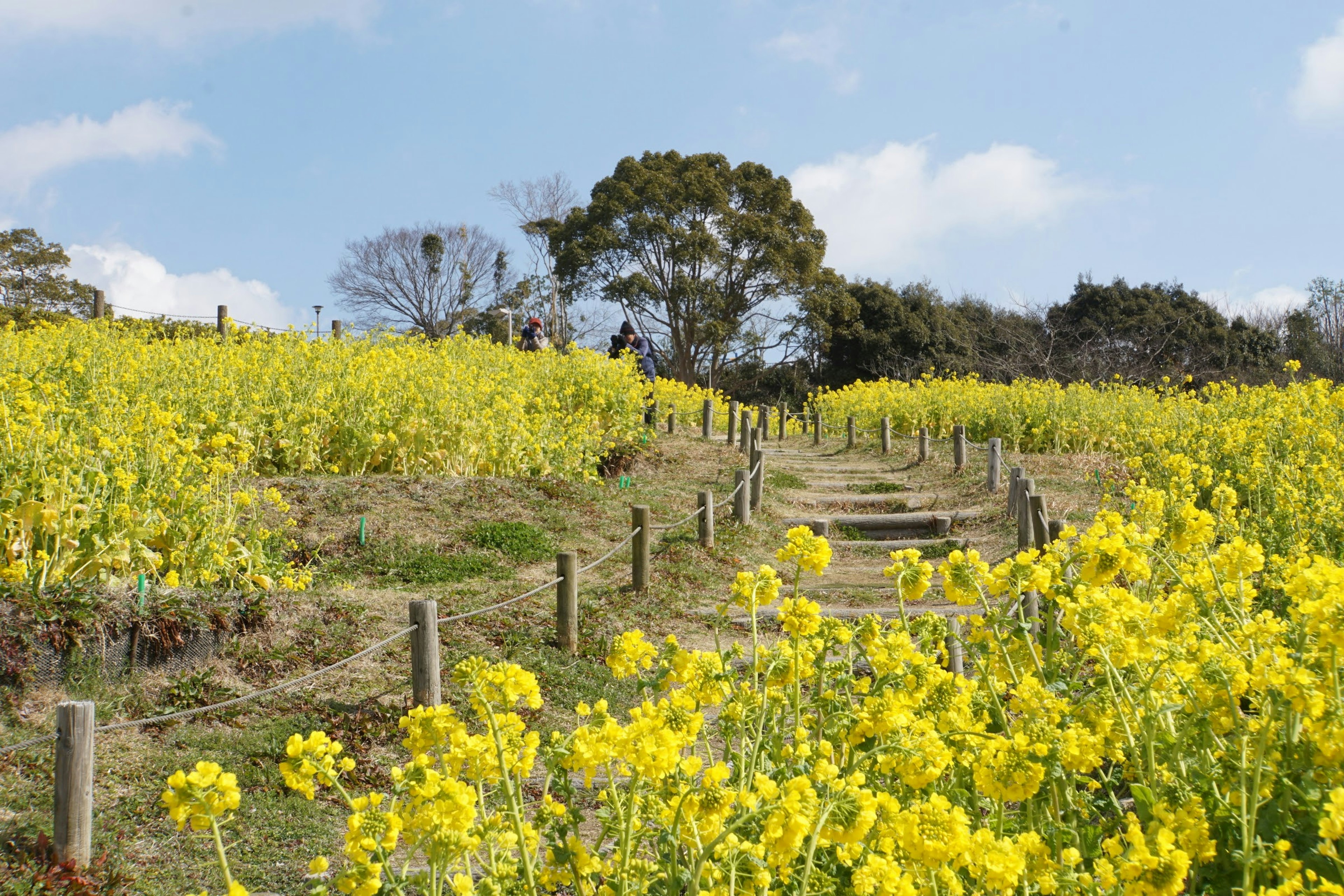 Un chemin sinueux à travers des champs de fleurs de colza jaunes vives