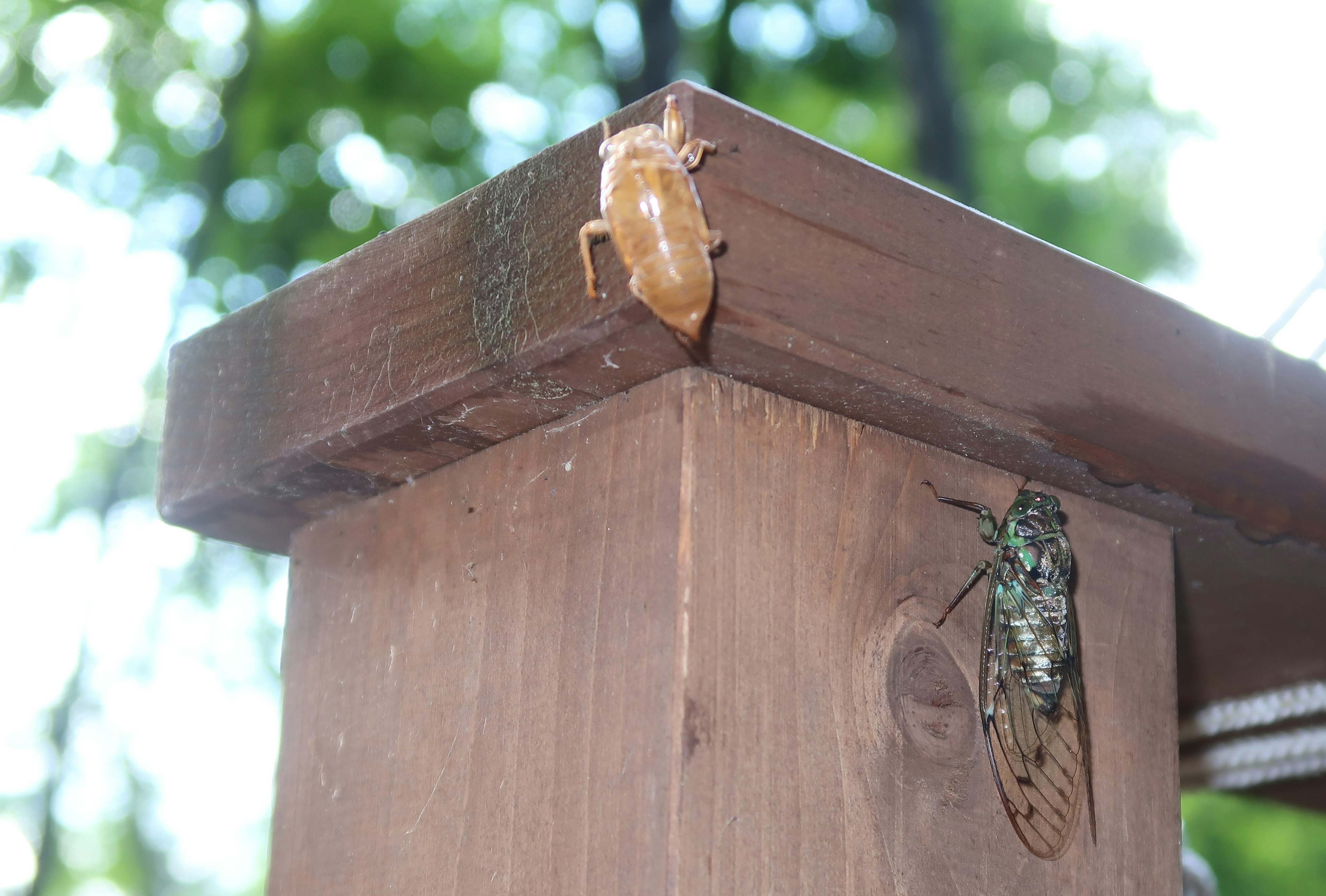 Cicala e il suo esoscheletro all'angolo di un palo di legno