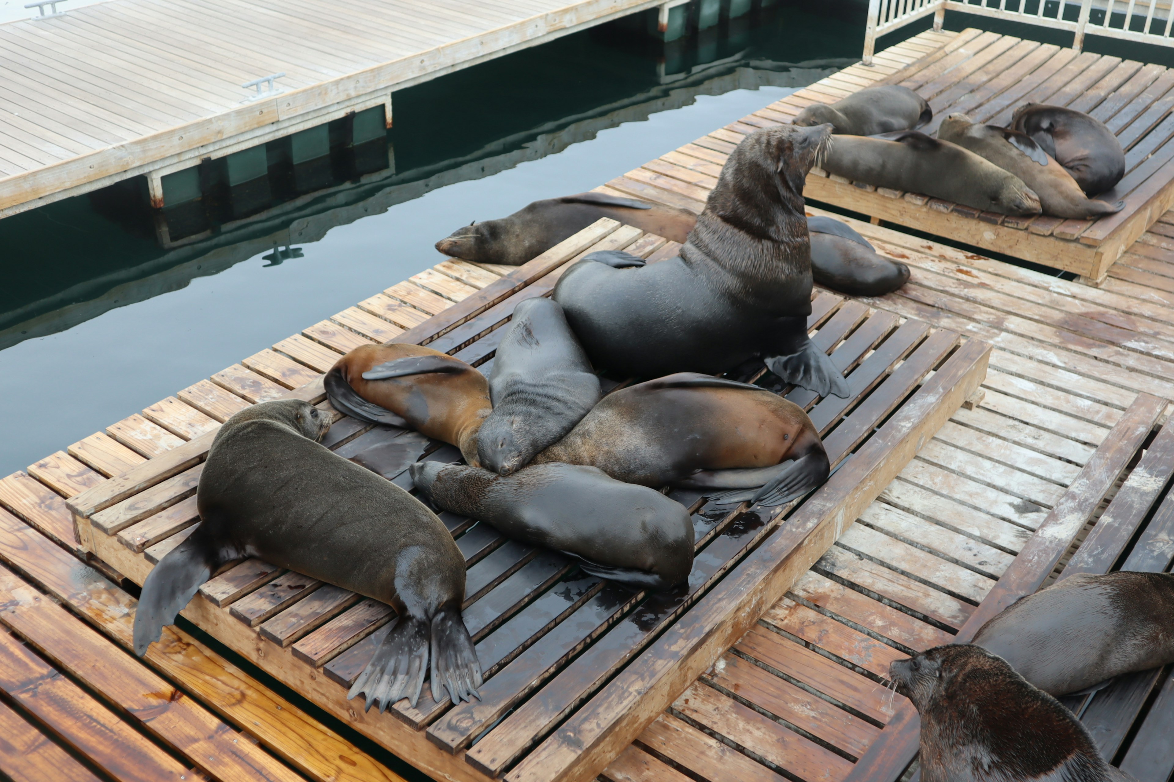 Sea lions lounging on a wooden platform by the water