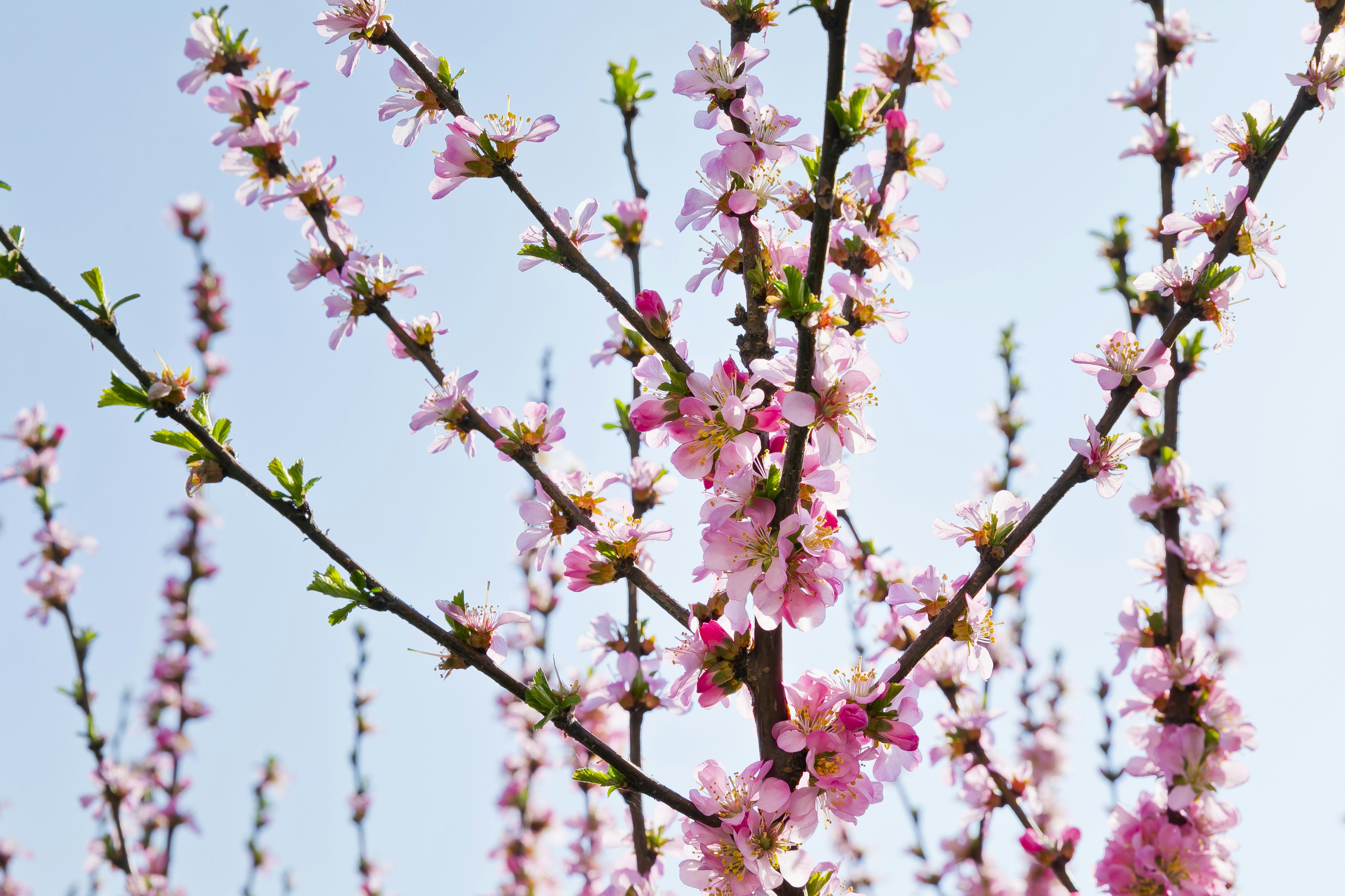 Ramas con flores rosas bajo un cielo azul claro