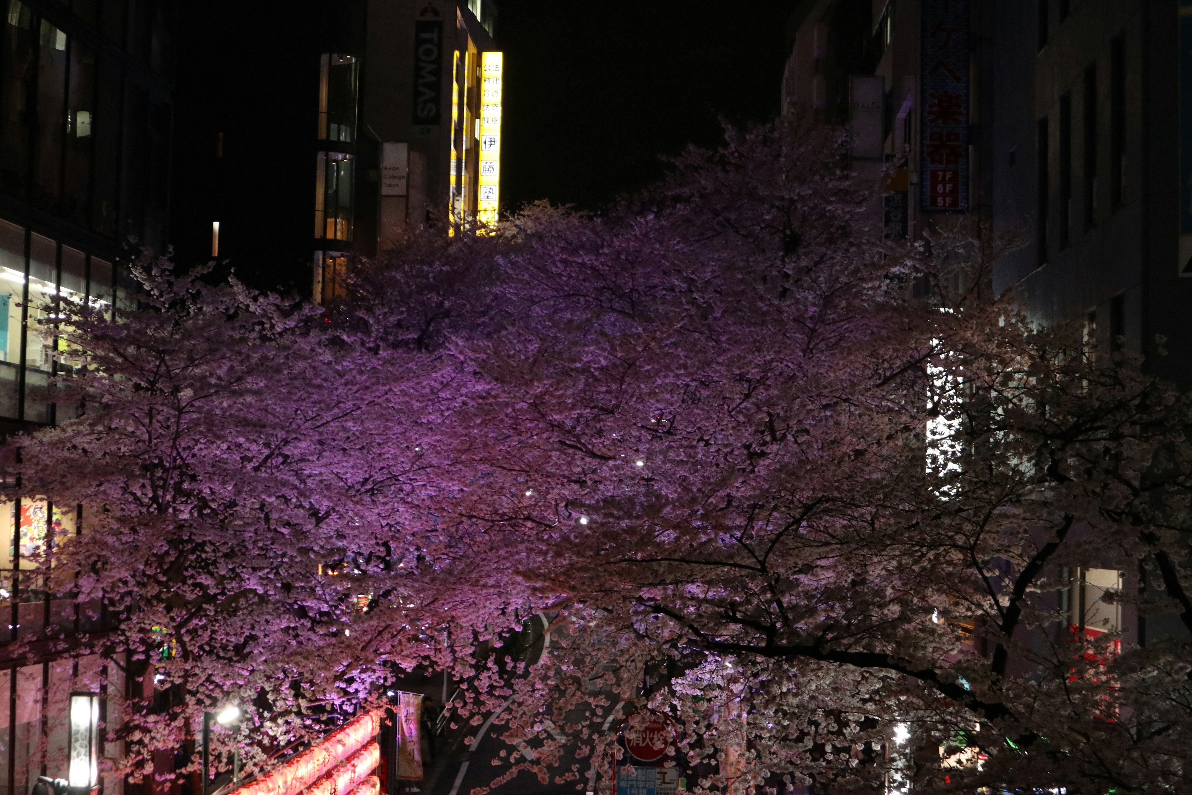 Beautiful scene of cherry blossom trees illuminated at night