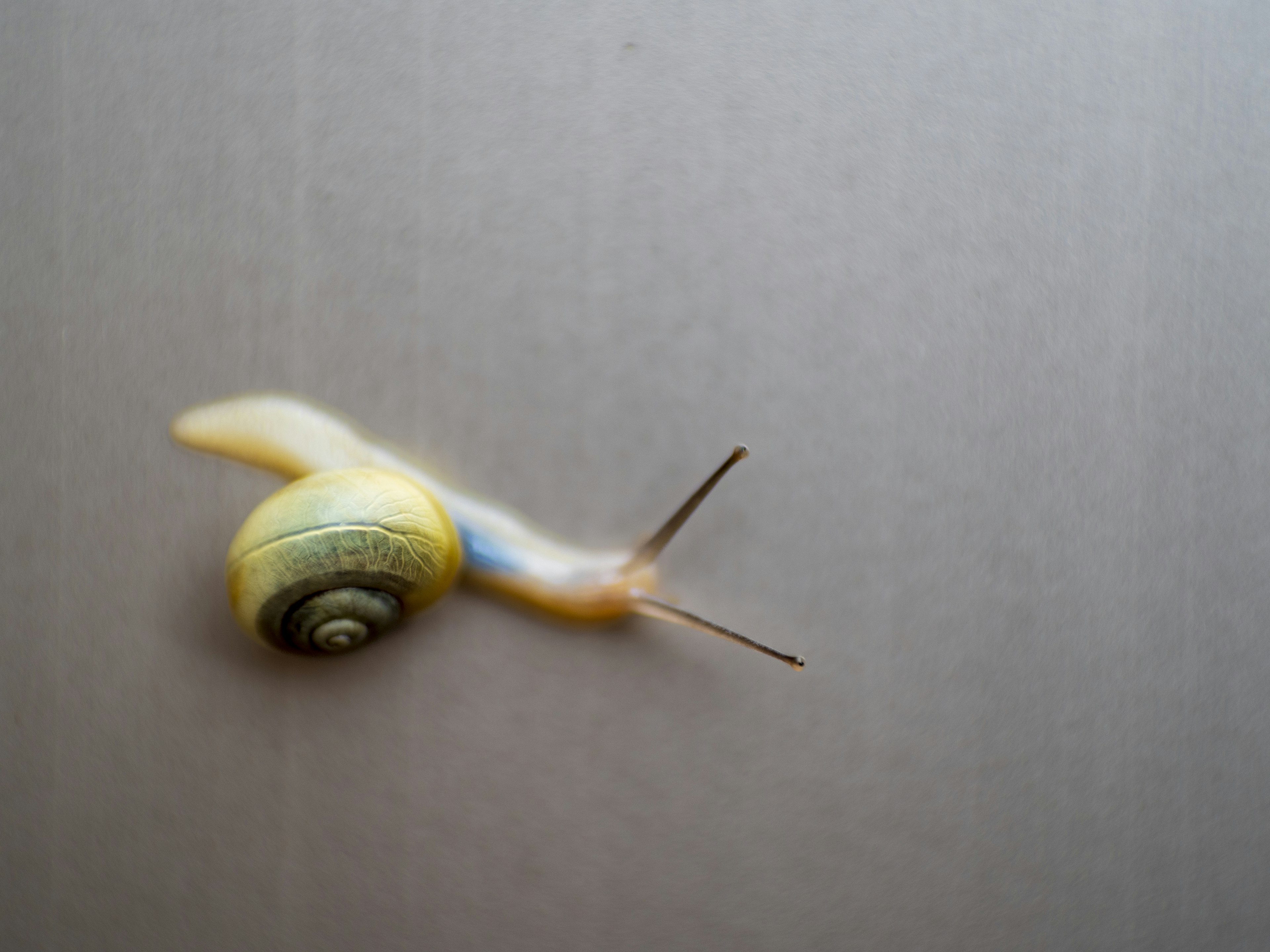 A snail with a yellow shell is crawling on a flat surface