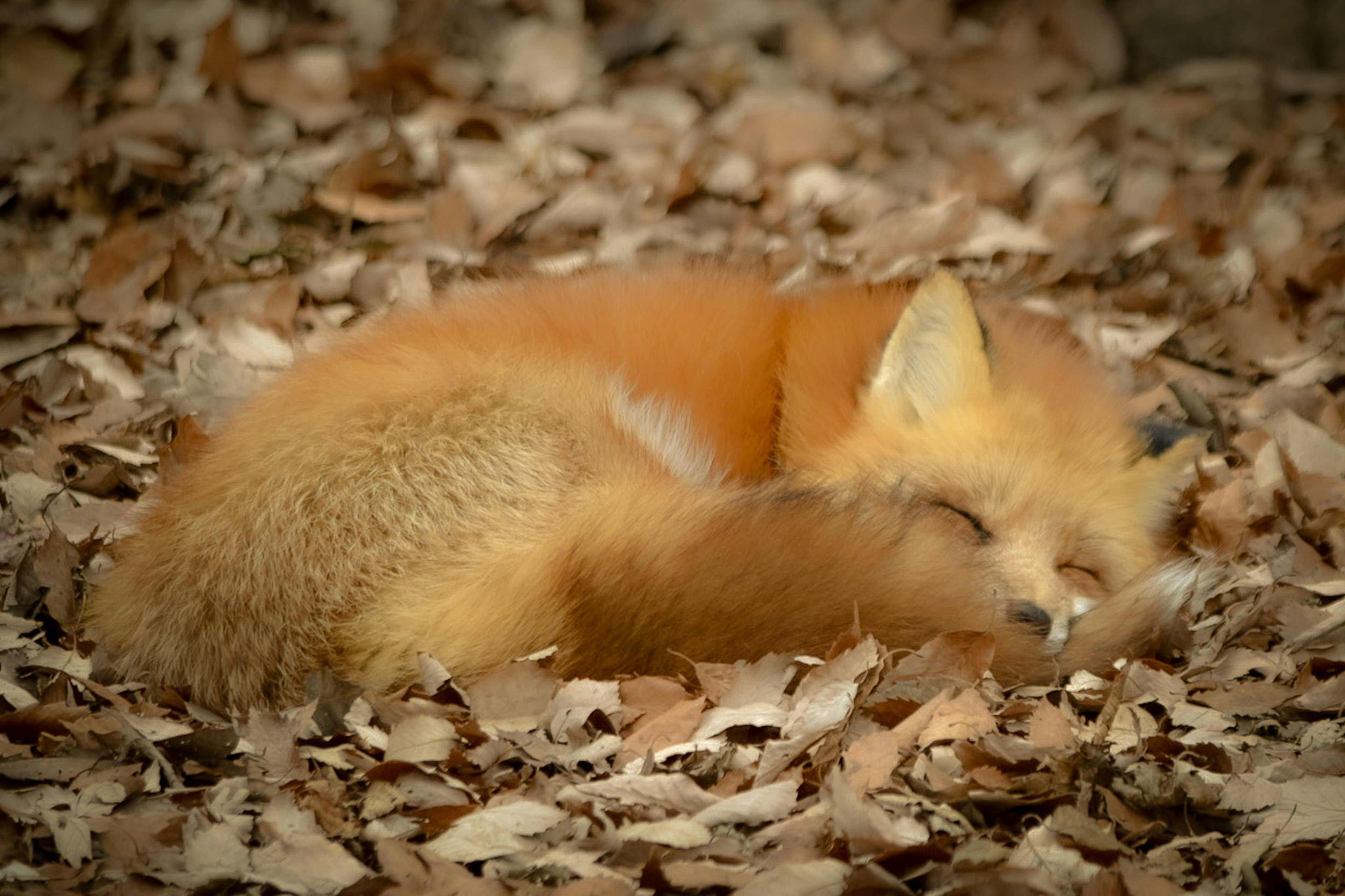 葉の上で眠るオレンジ色の狐