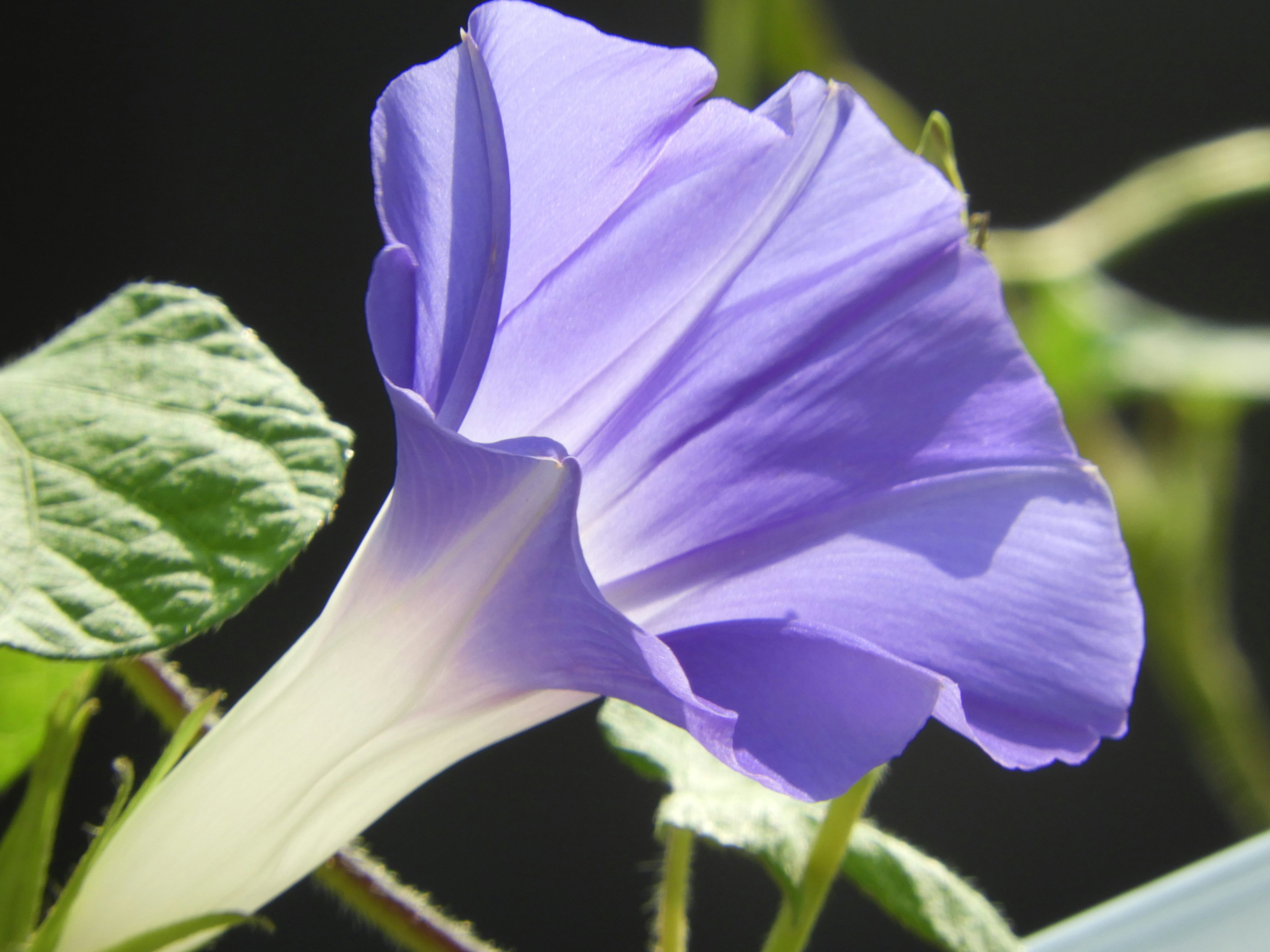 Hermosa flor de gloria de la mañana con pétalos morados