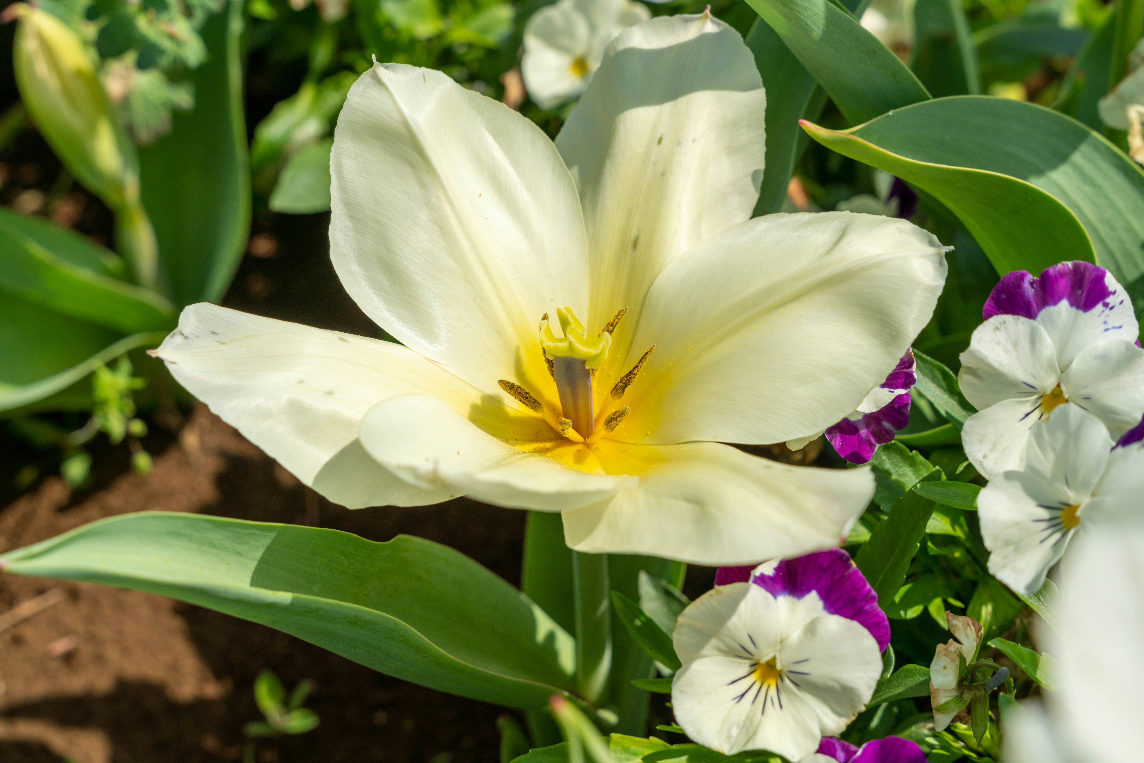 Acercamiento de un tulipán blanco y violetas moradas en un parterre de flores