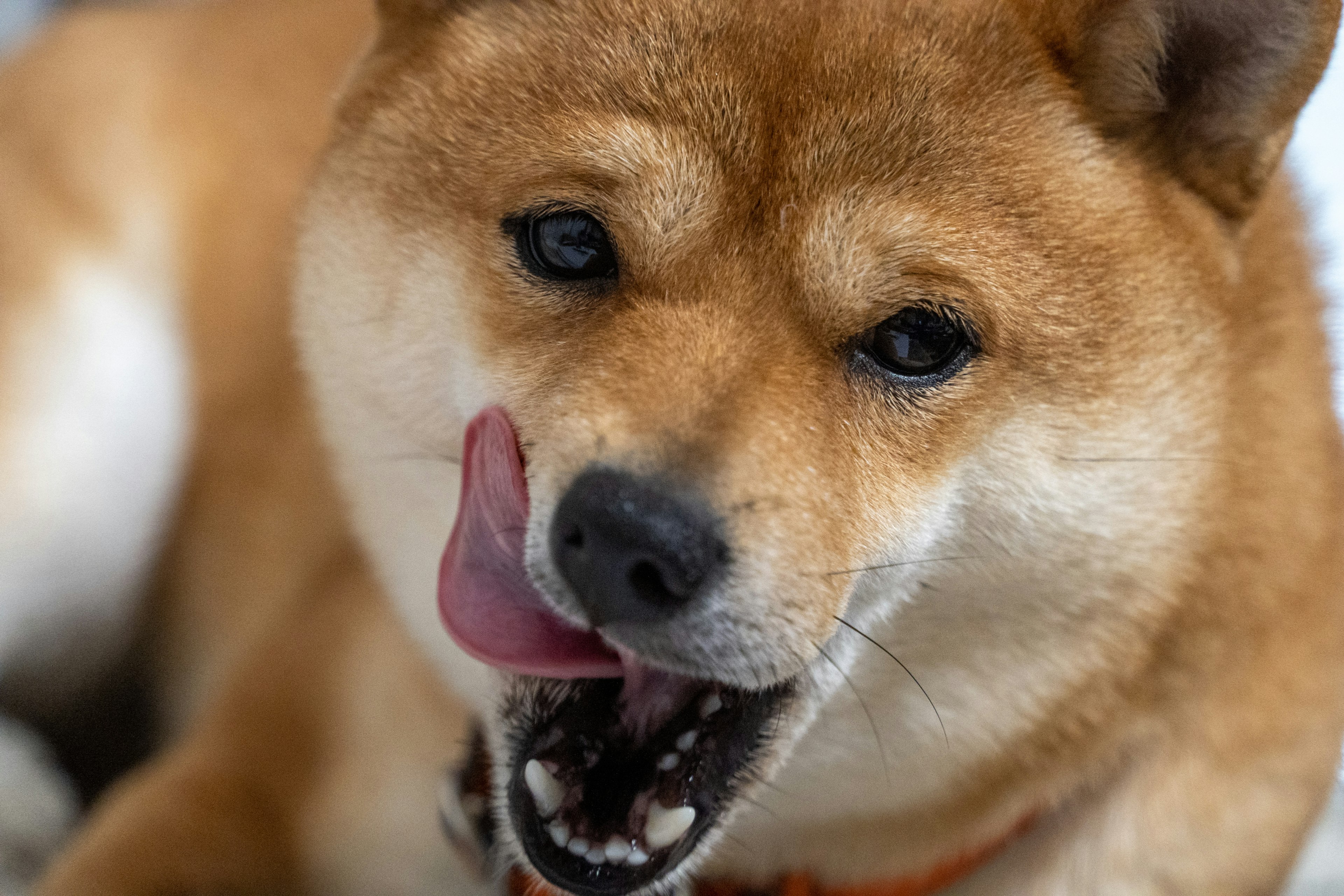 Primer plano de un perro Shiba Inu sacando la lengua