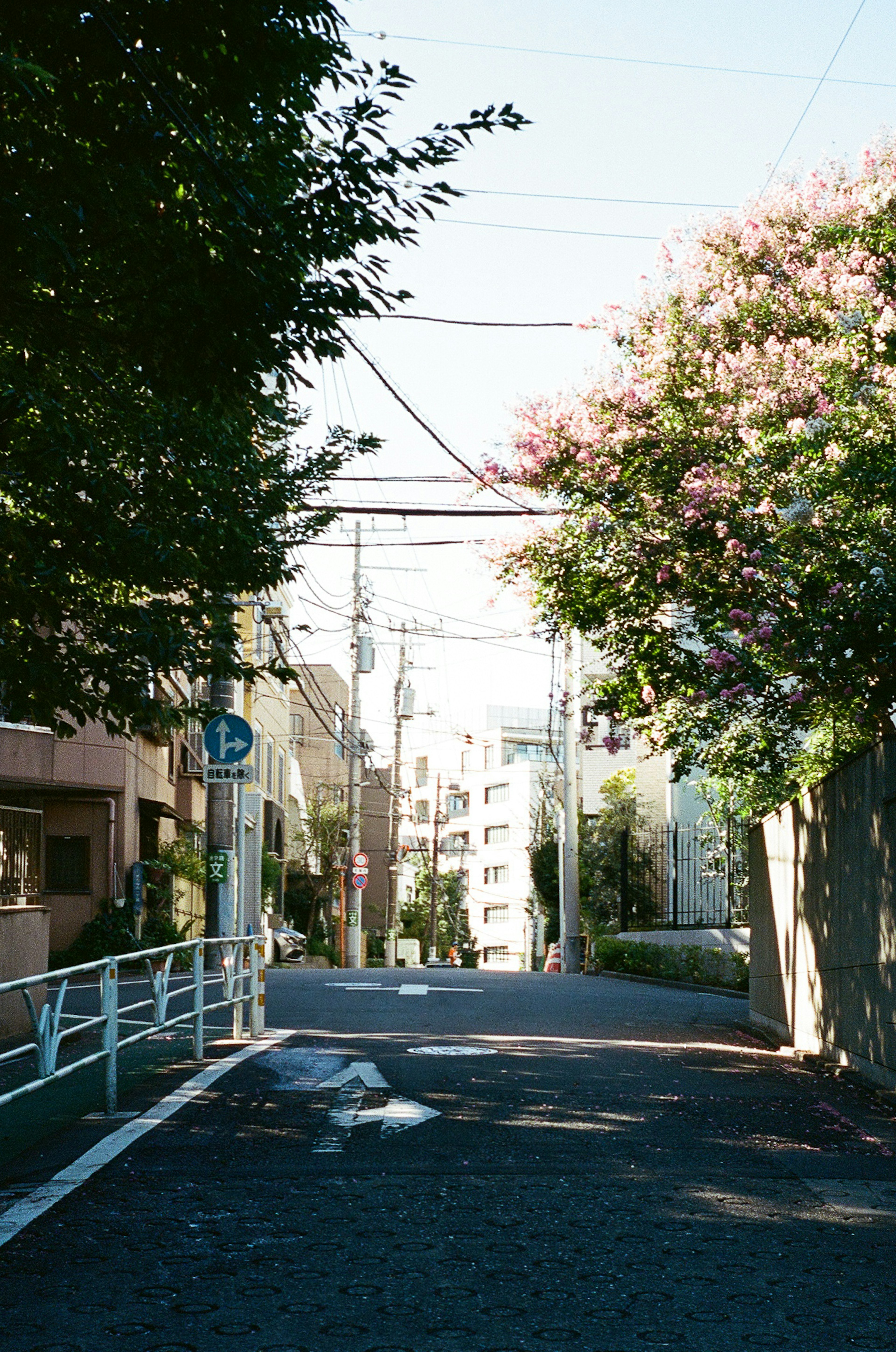 安静的街道，有建筑和开花的树木