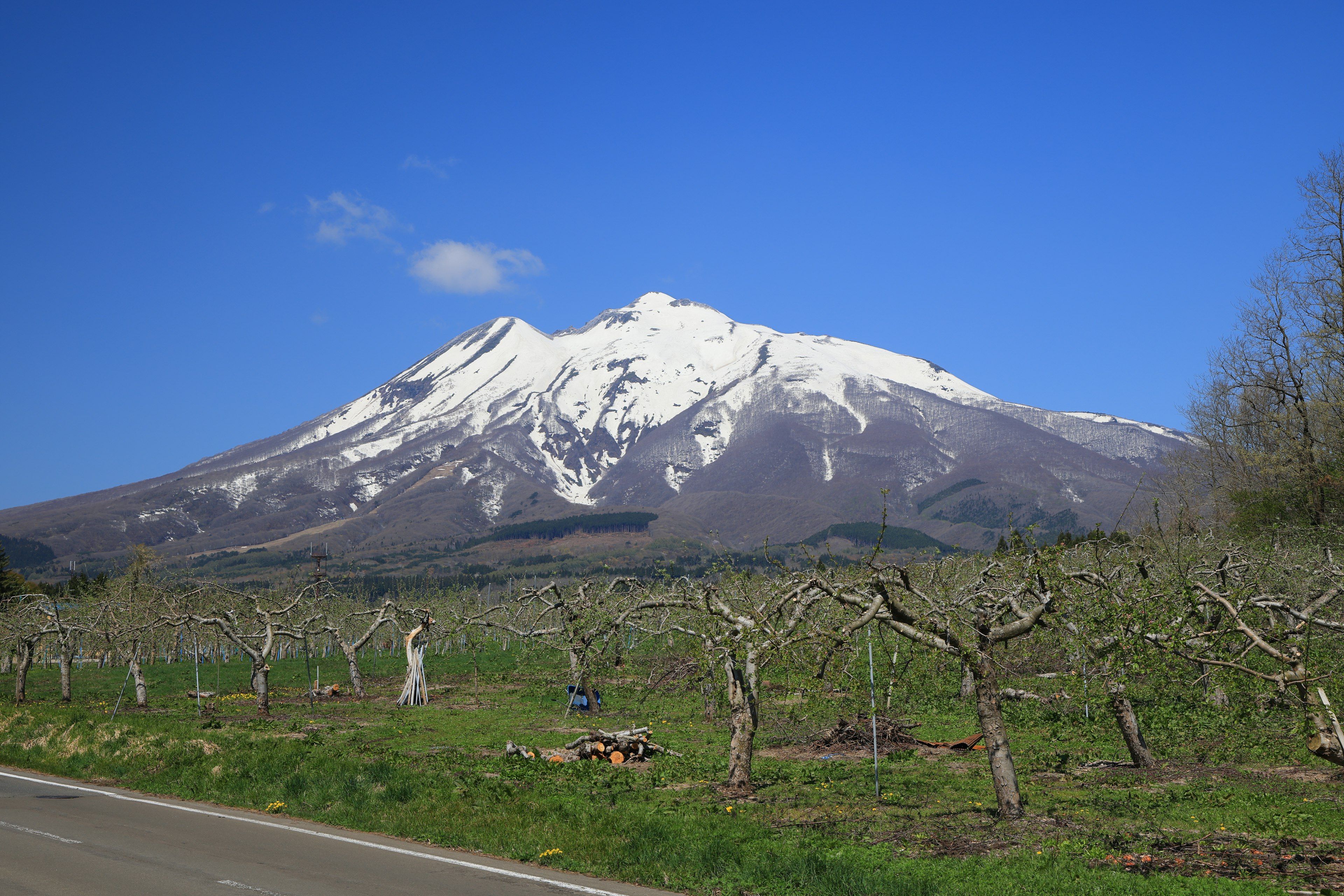 Snow-capped mountain under a clear blue sky with an orchard in the foreground