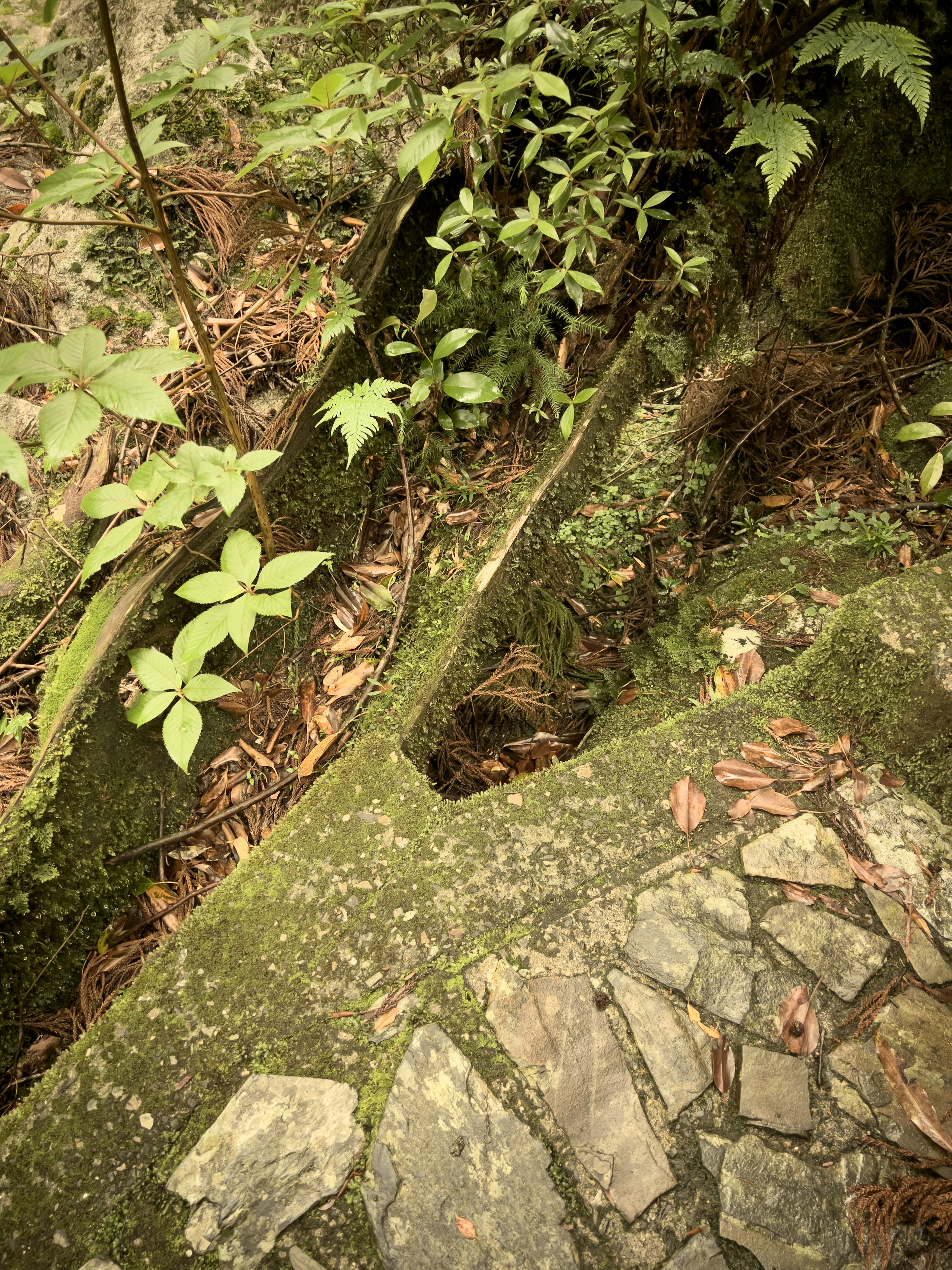 緑豊かな環境にある石の道と植物の組み合わせ