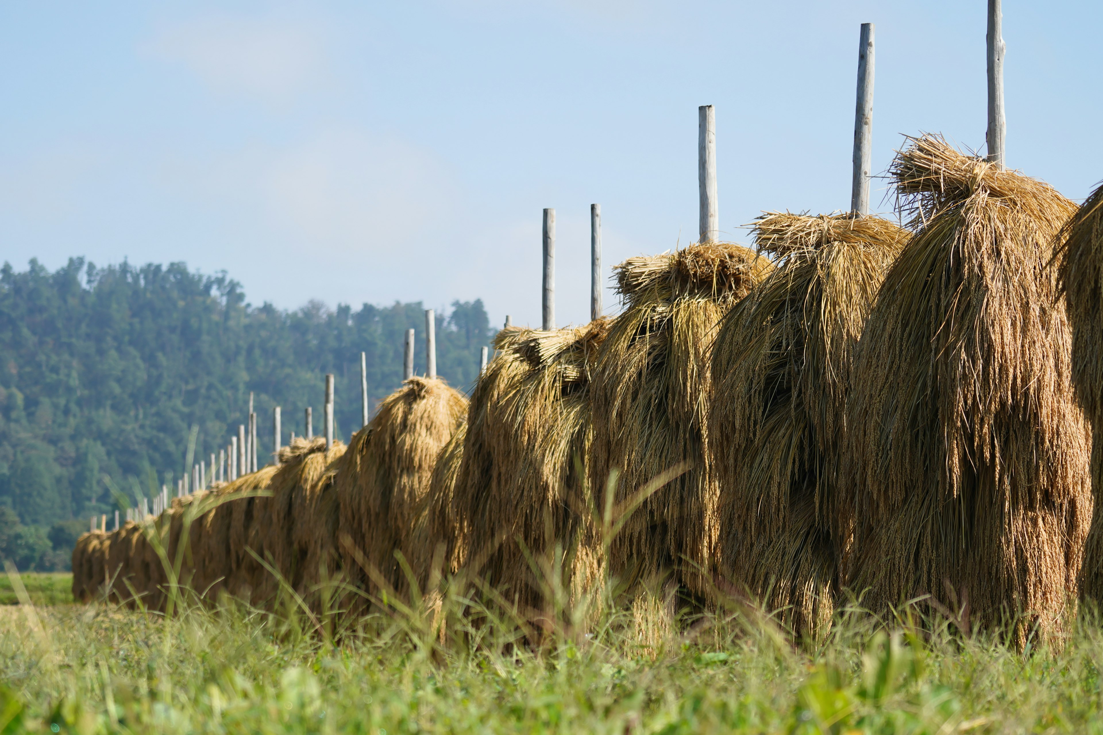 Rangées de bottes de paille séchant dans un champ avec des collines au loin