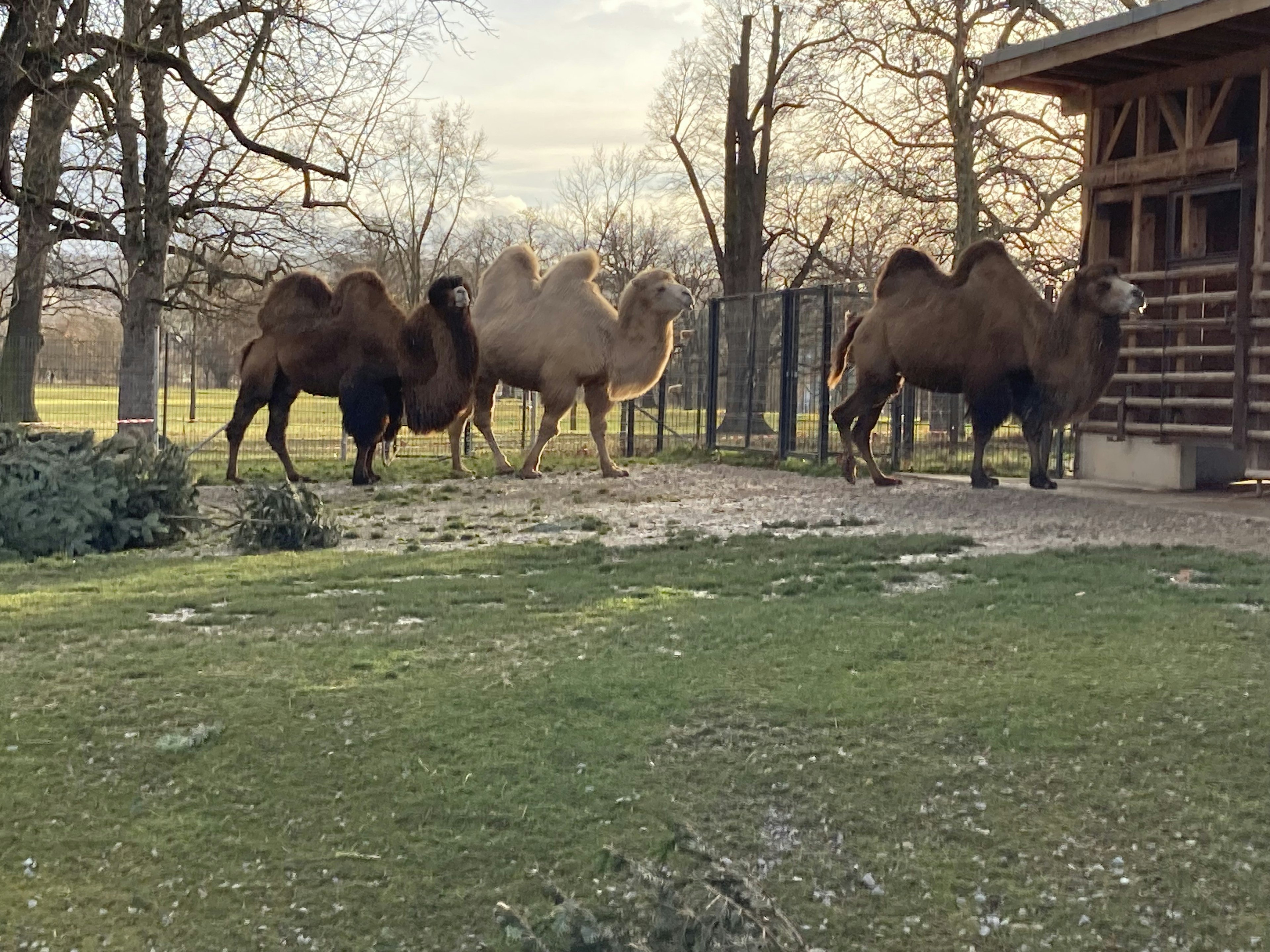 Group of camels walking on grassy area near a wooden structure