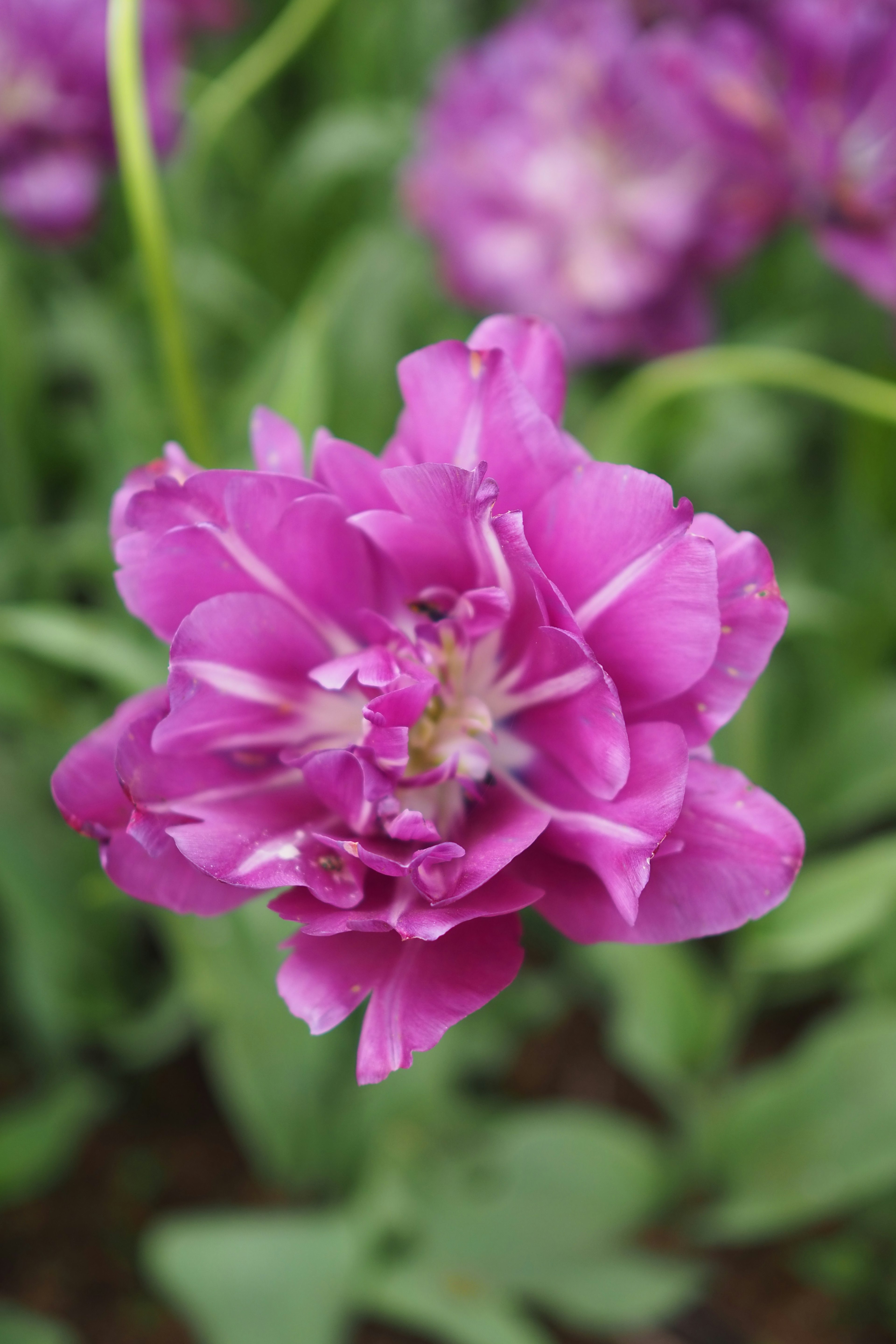 Tulipano viola vibrante che fiorisce in un giardino