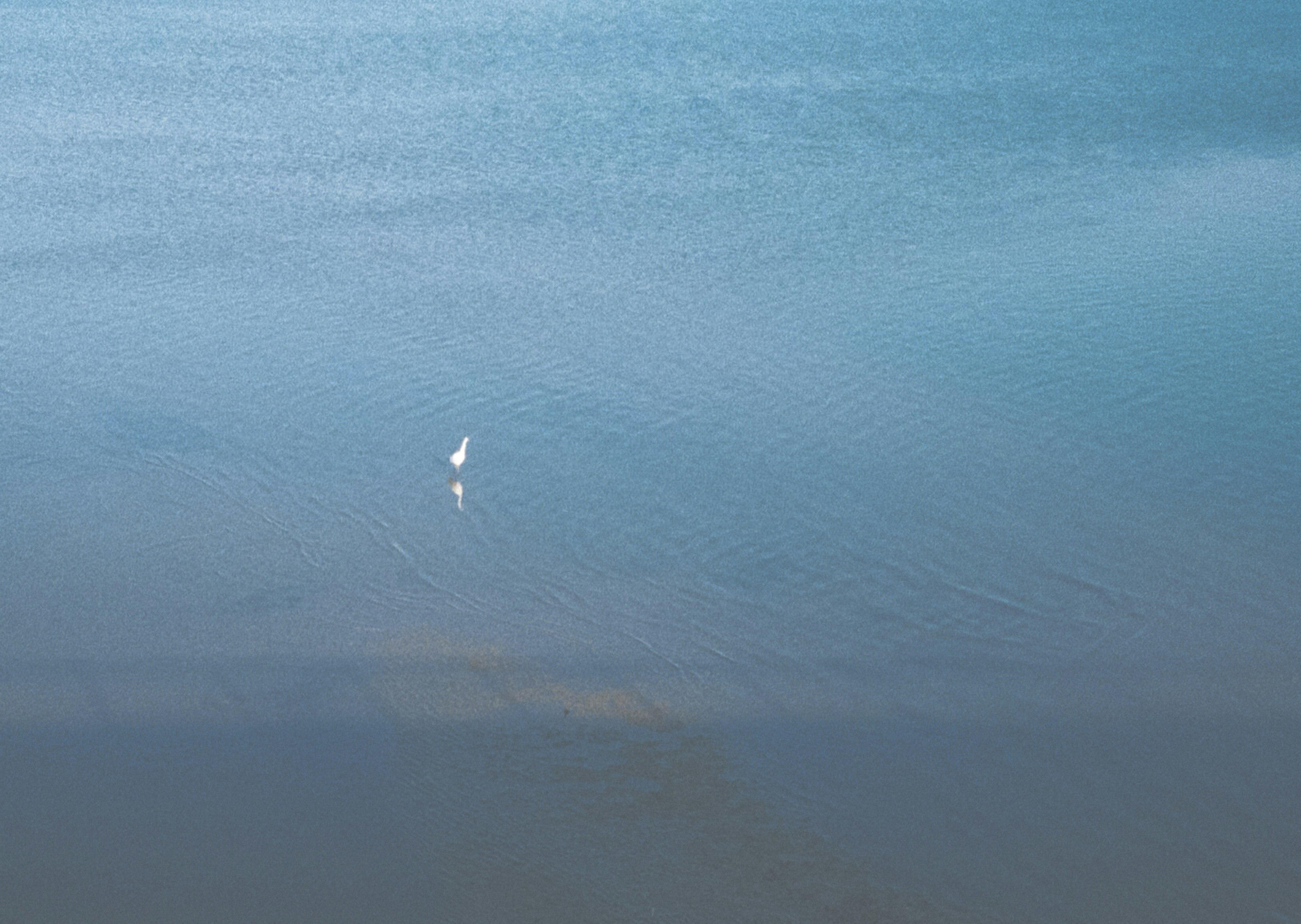 青い水面に白い鳥が一羽いる静かな風景