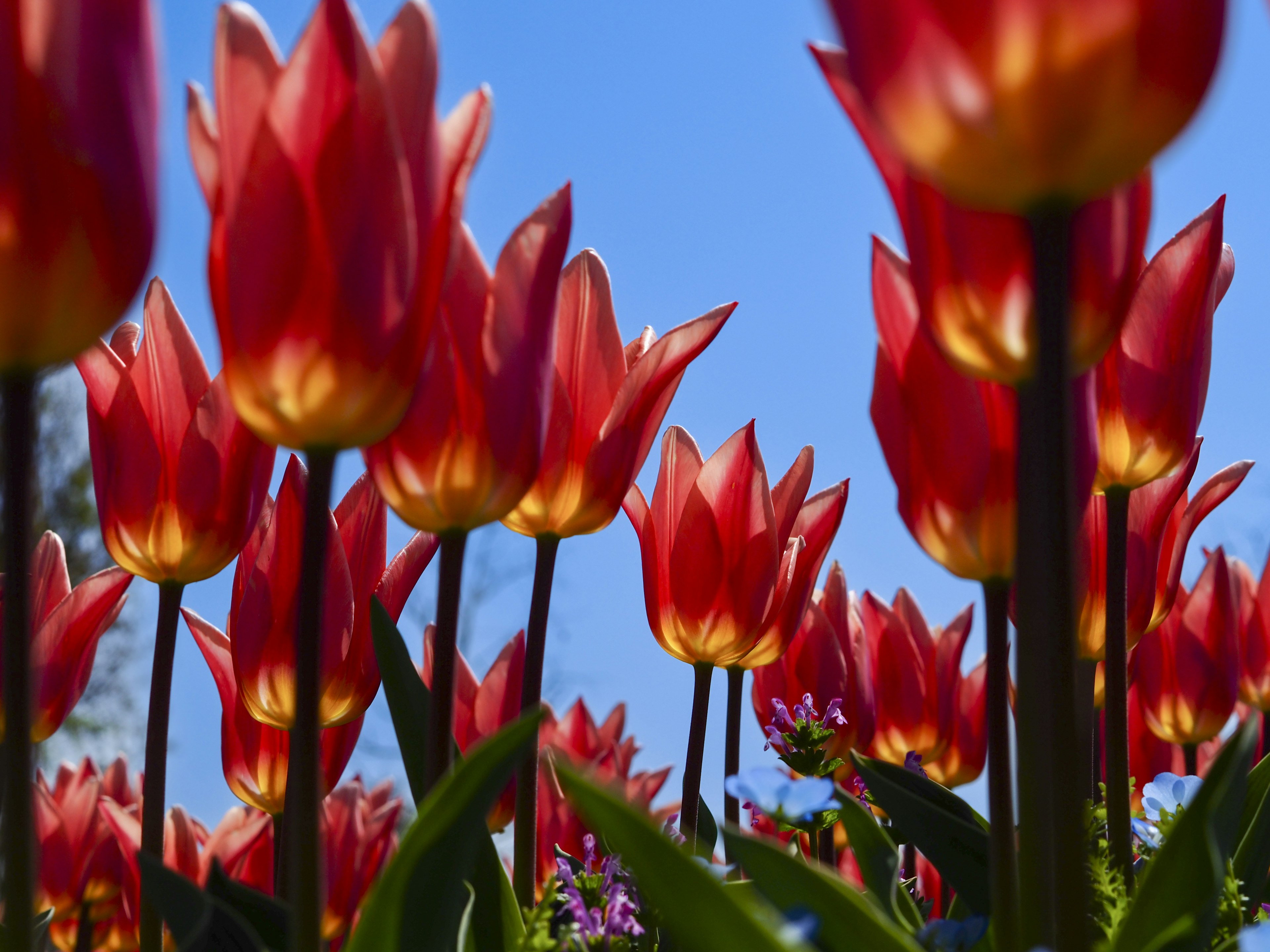 Ein Feld mit roten Tulpen unter einem blauen Himmel