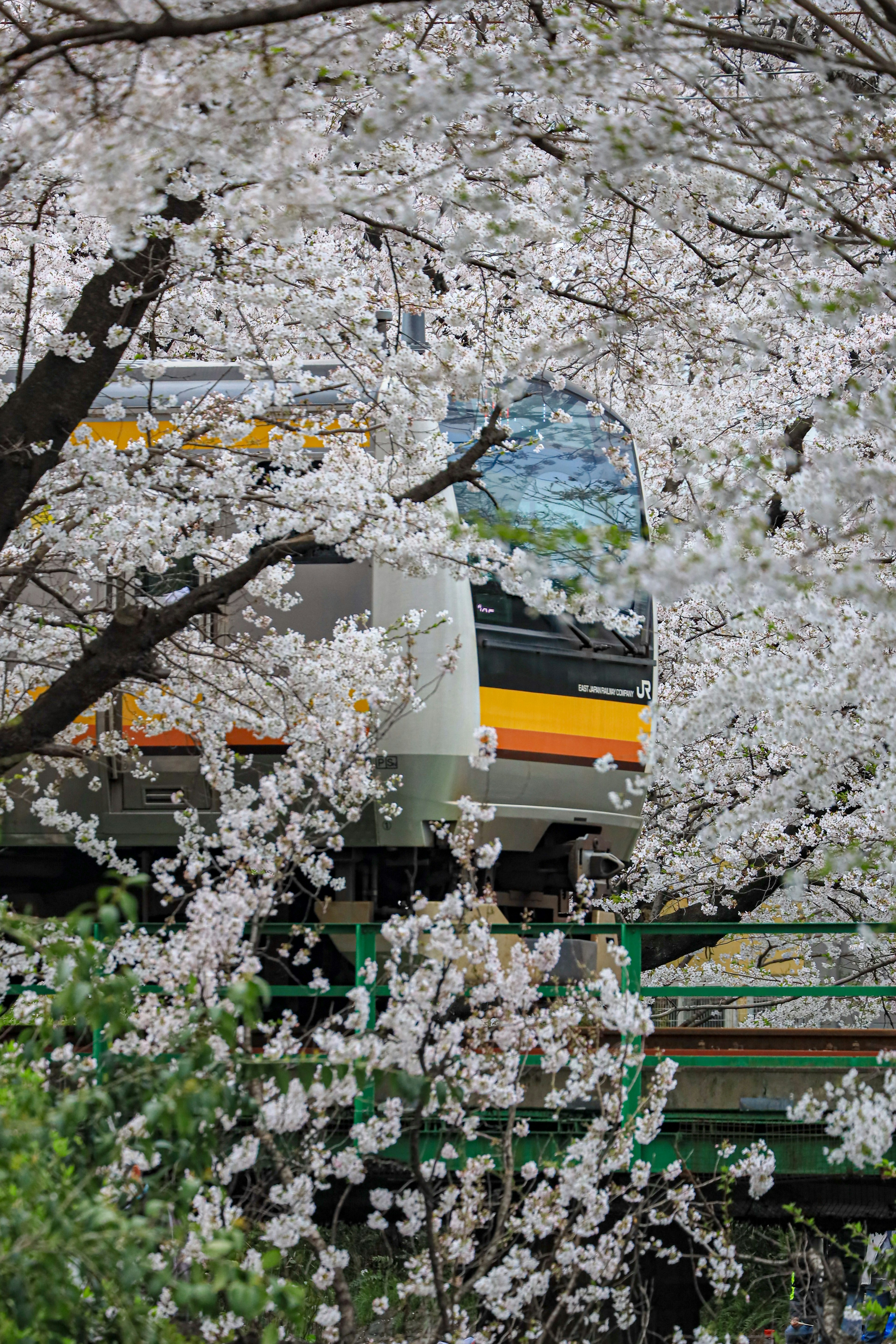 Kereta yang dikelilingi bunga sakura