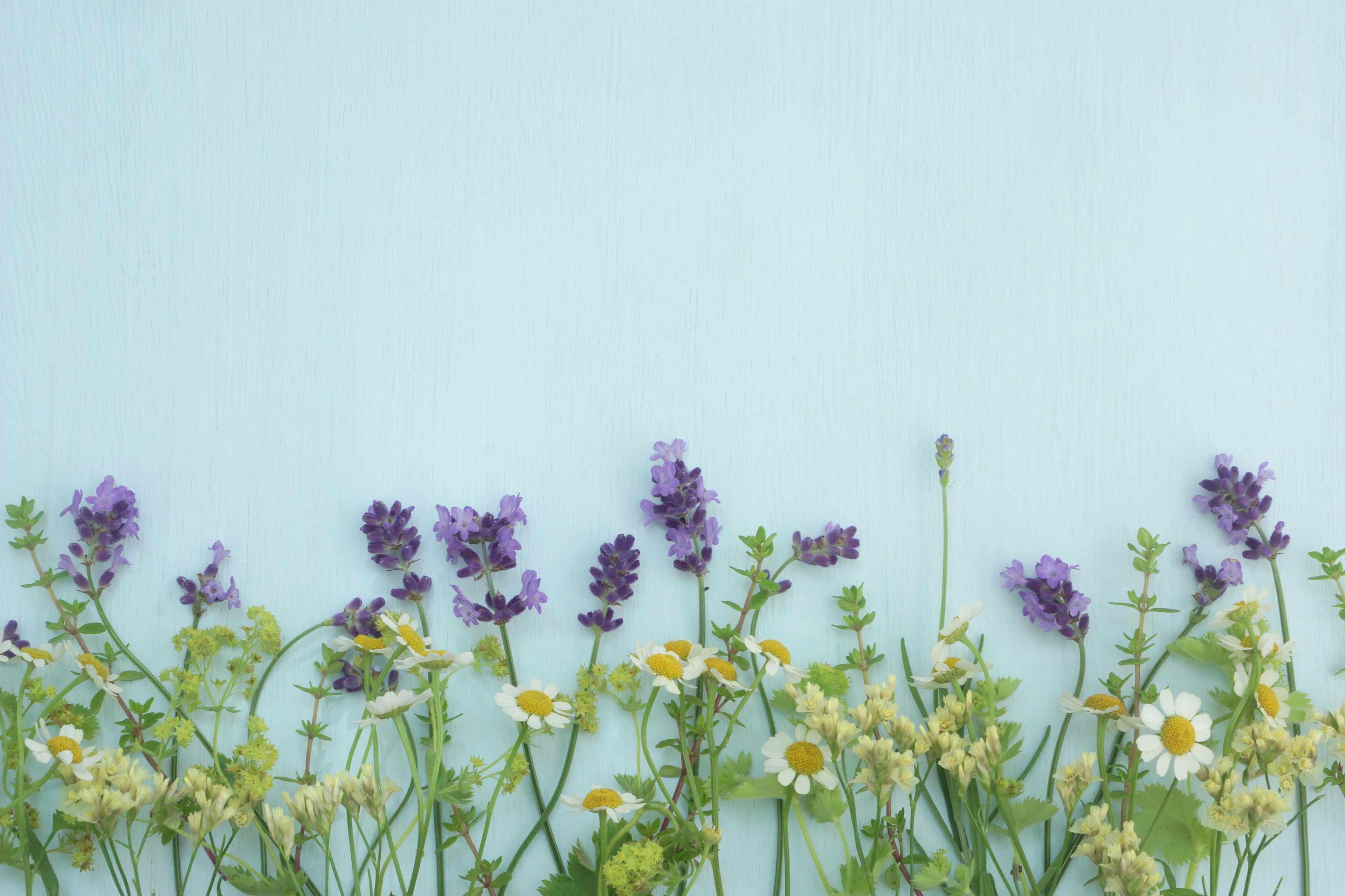 A row of purple and yellow flowers against a blue background