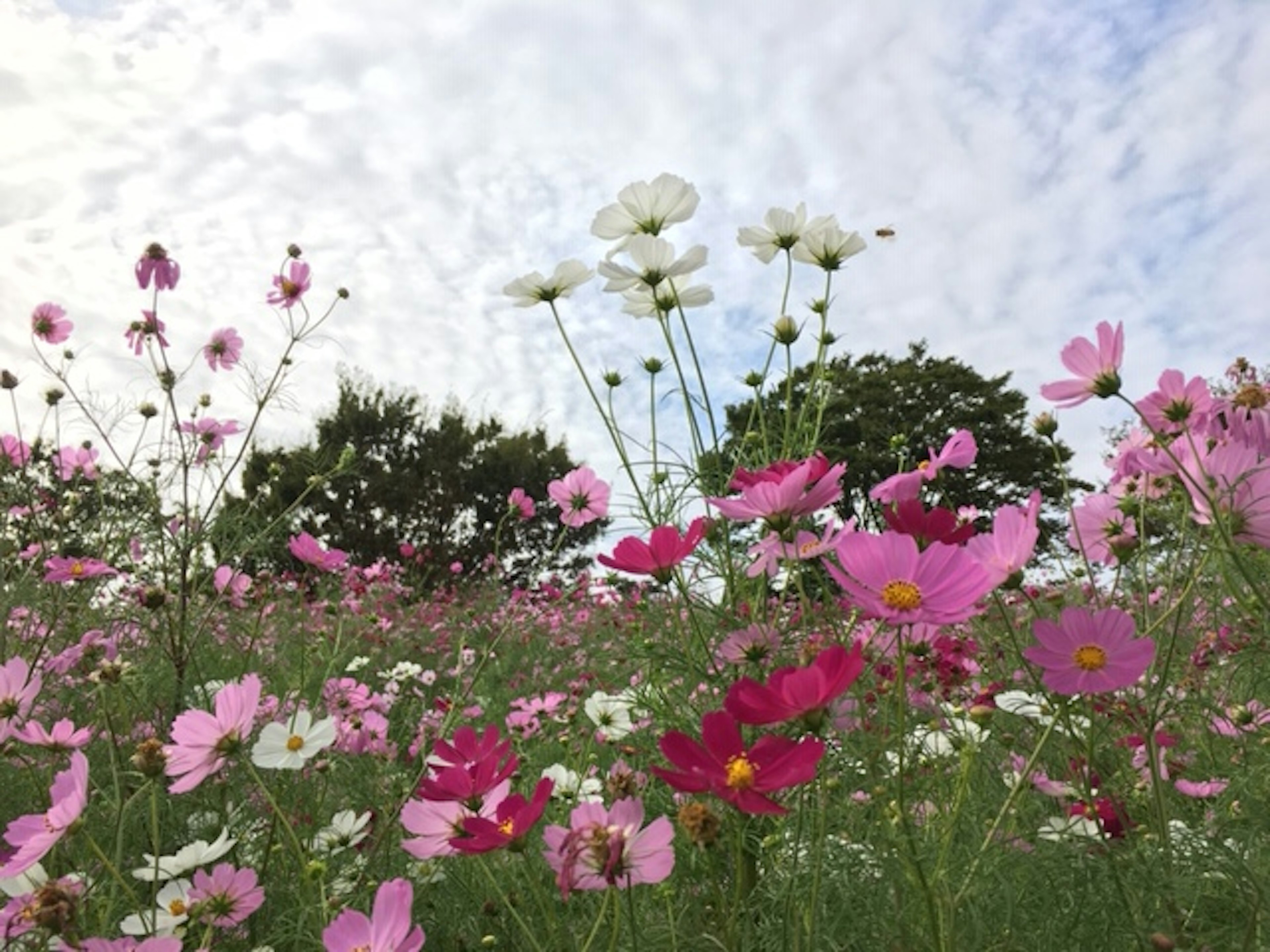 Colorful flowers blooming in a meadow with blue sky and white clouds