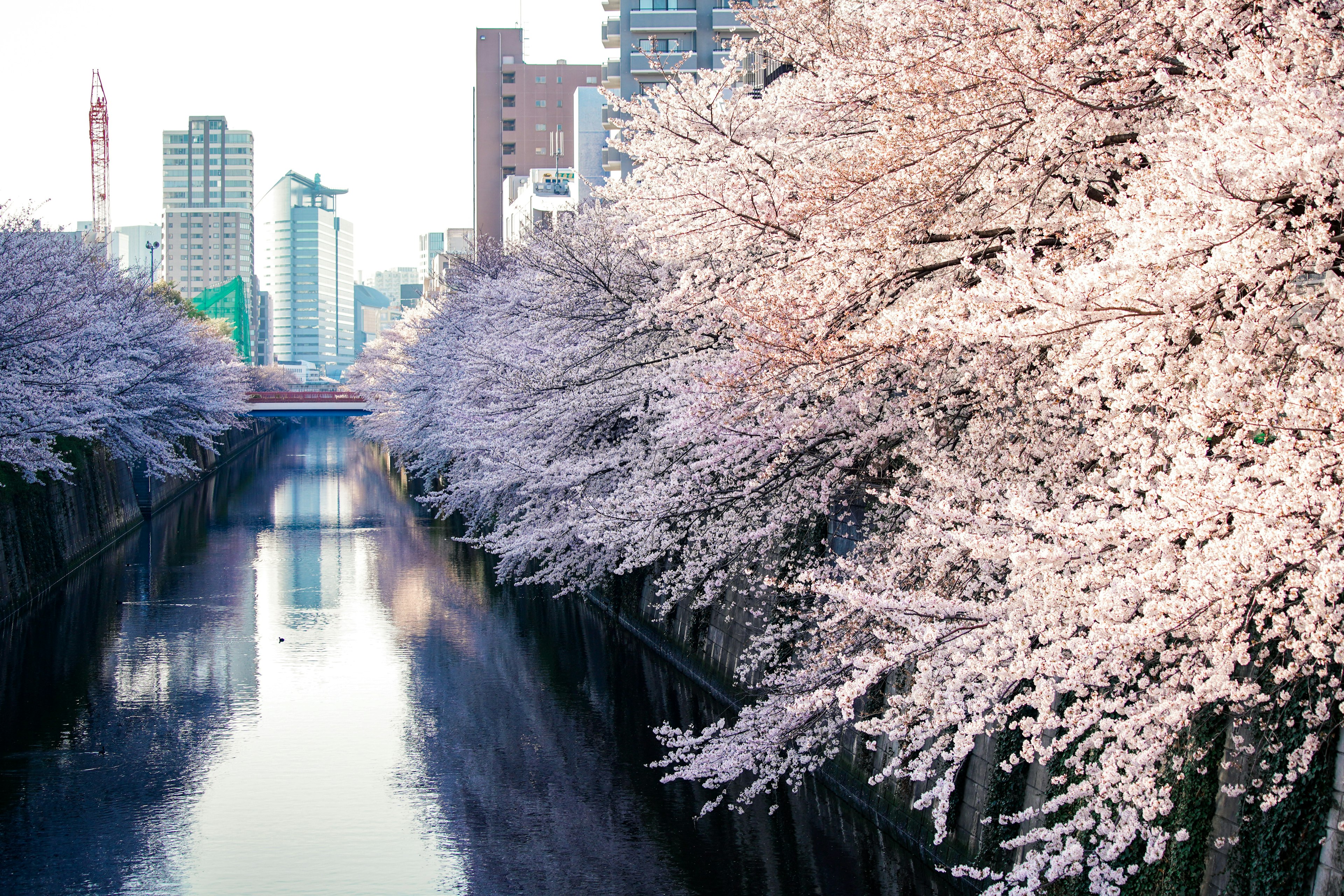 桜の木が咲く川沿いの風景 東京の高層ビルが背景にある