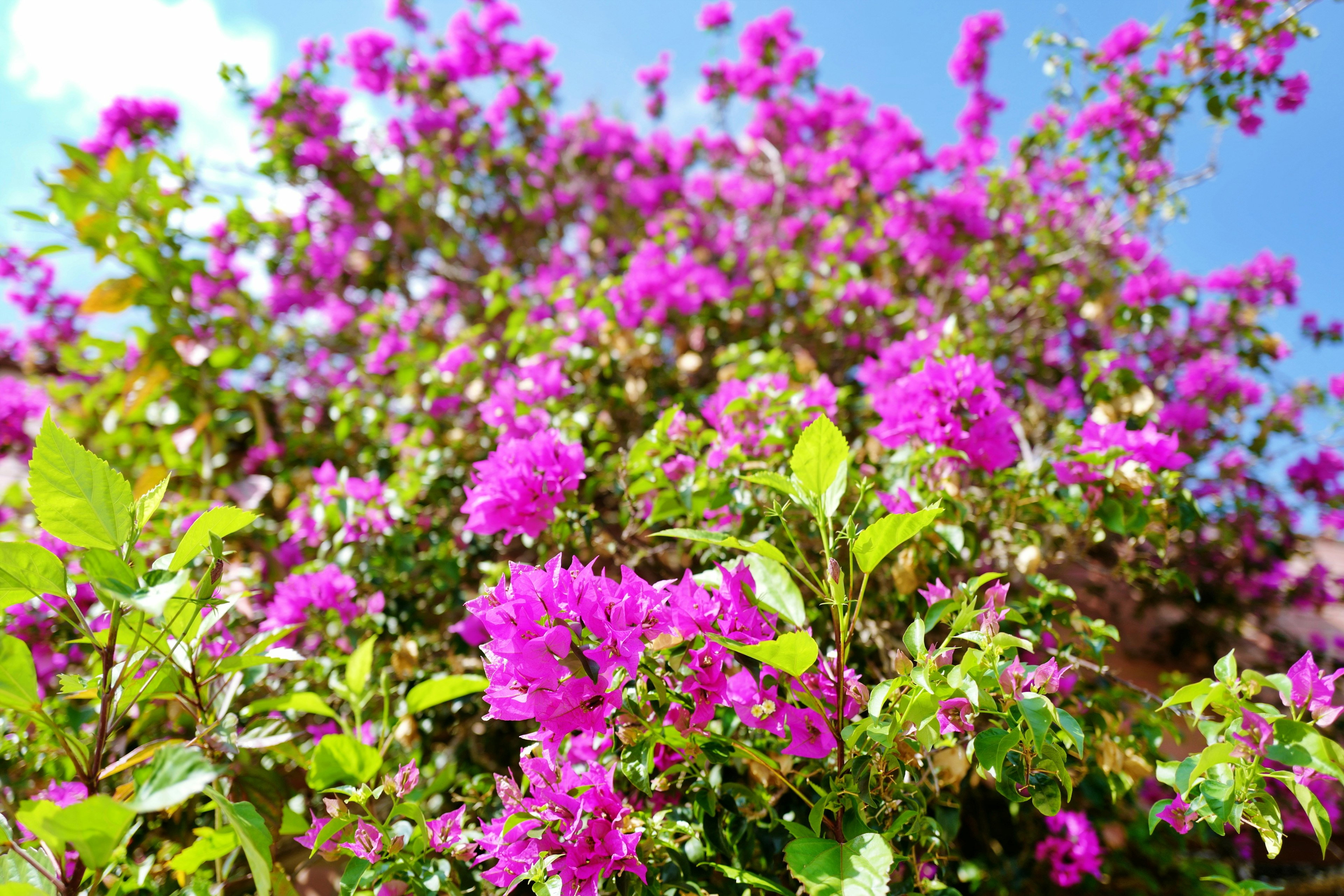 Lebendige Bougainvillea-Blüten in lila Farbtönen blühen in einem üppigen grünen Busch