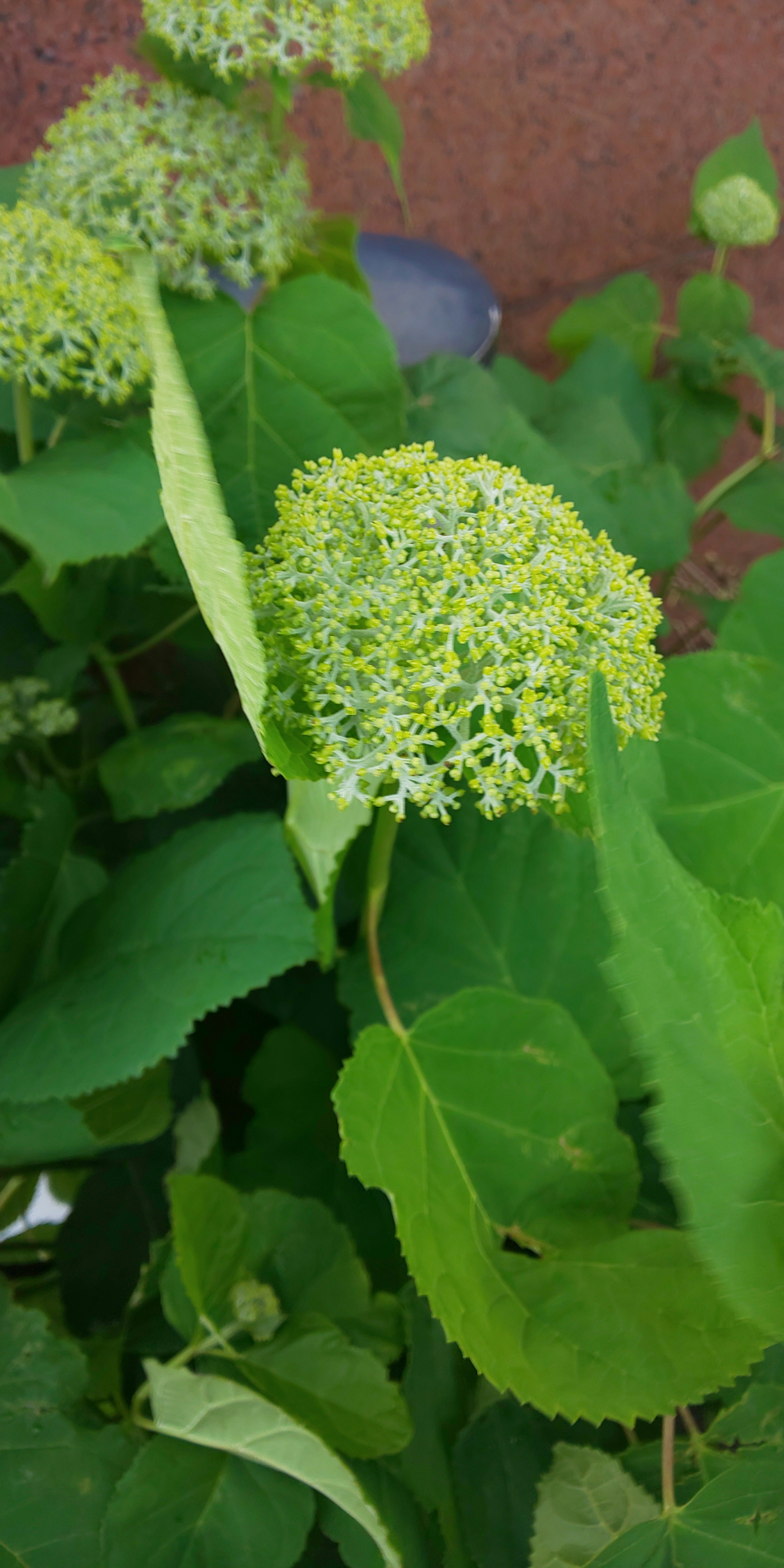 Primer plano de una planta con flores y hojas verdes