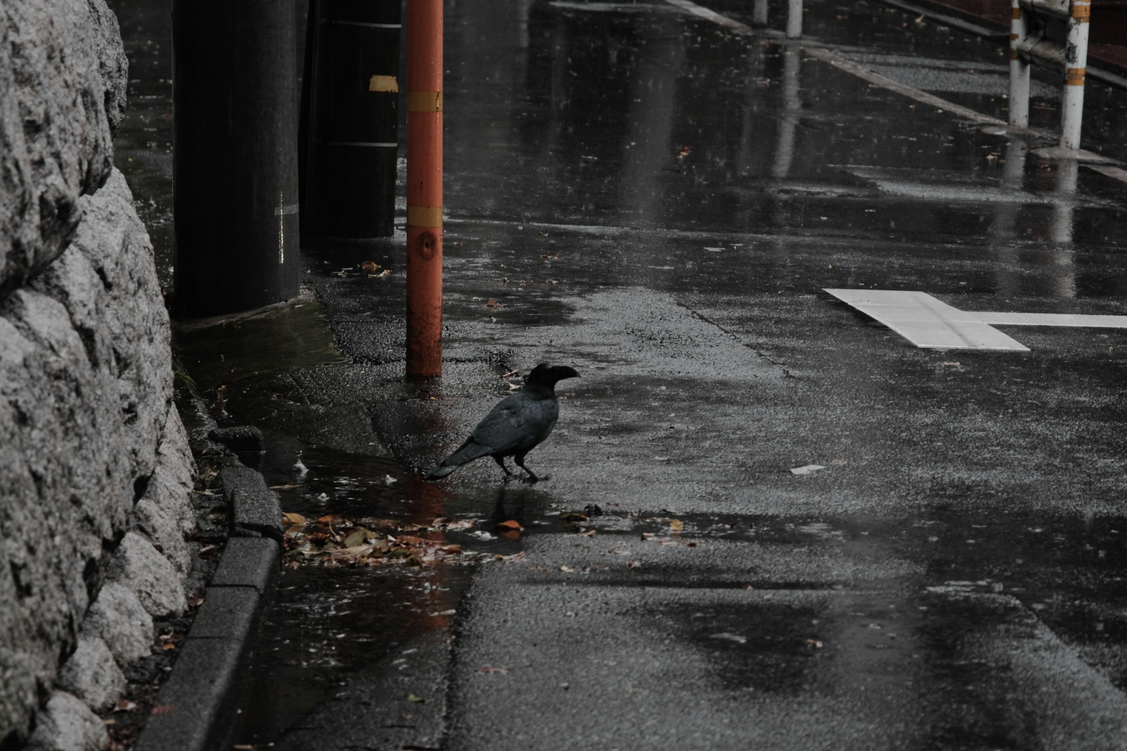 在雨中站在湿漉漉的街道上的乌鸦