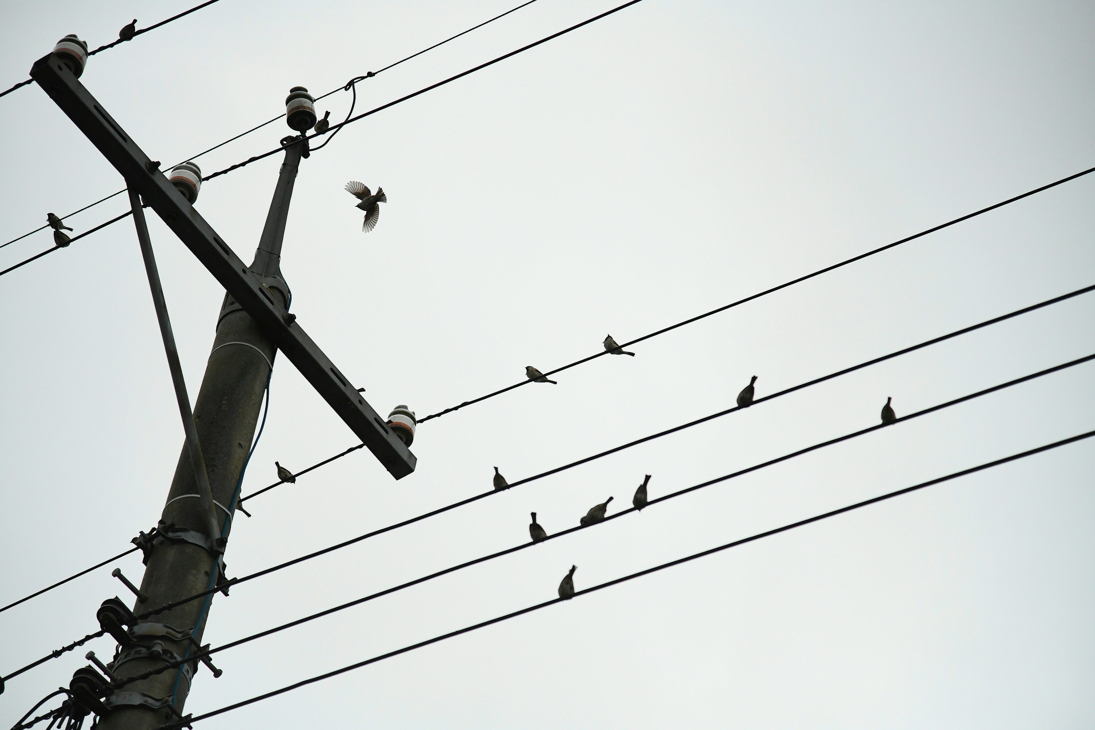 Birds perched on power lines against a cloudy sky