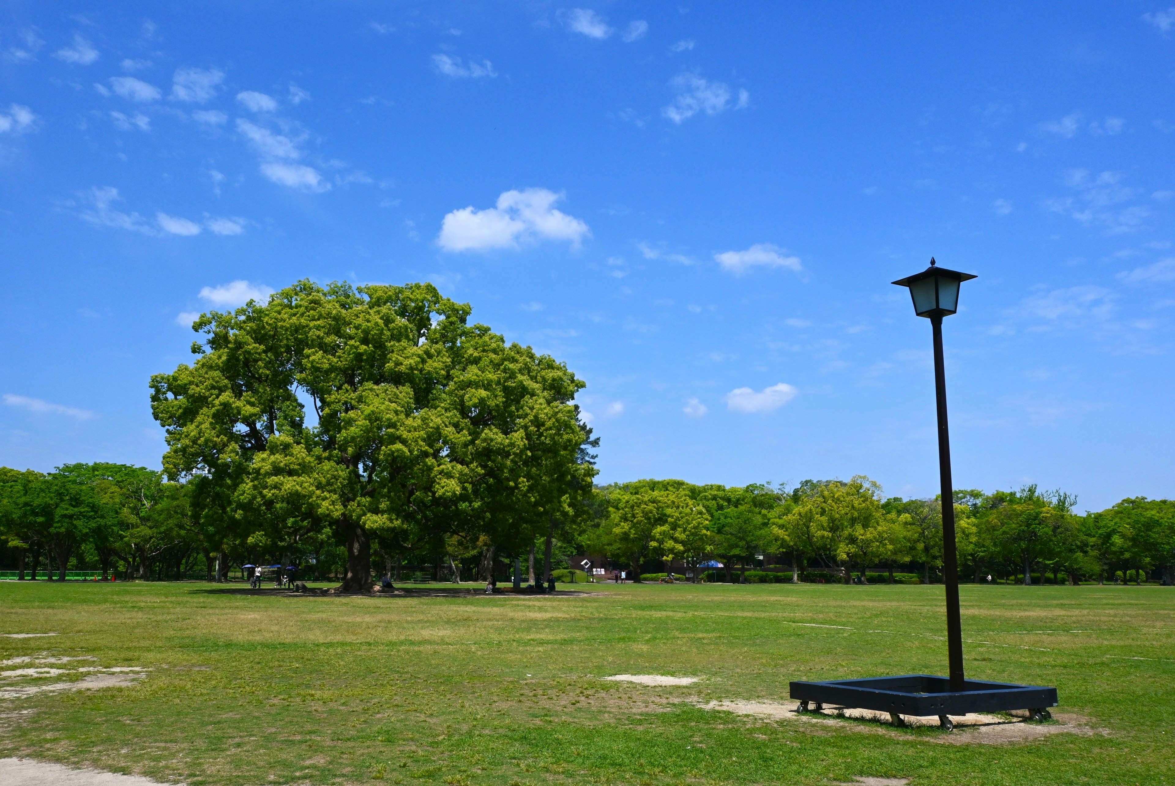 広い公園の青空の下にある大きな木と街灯