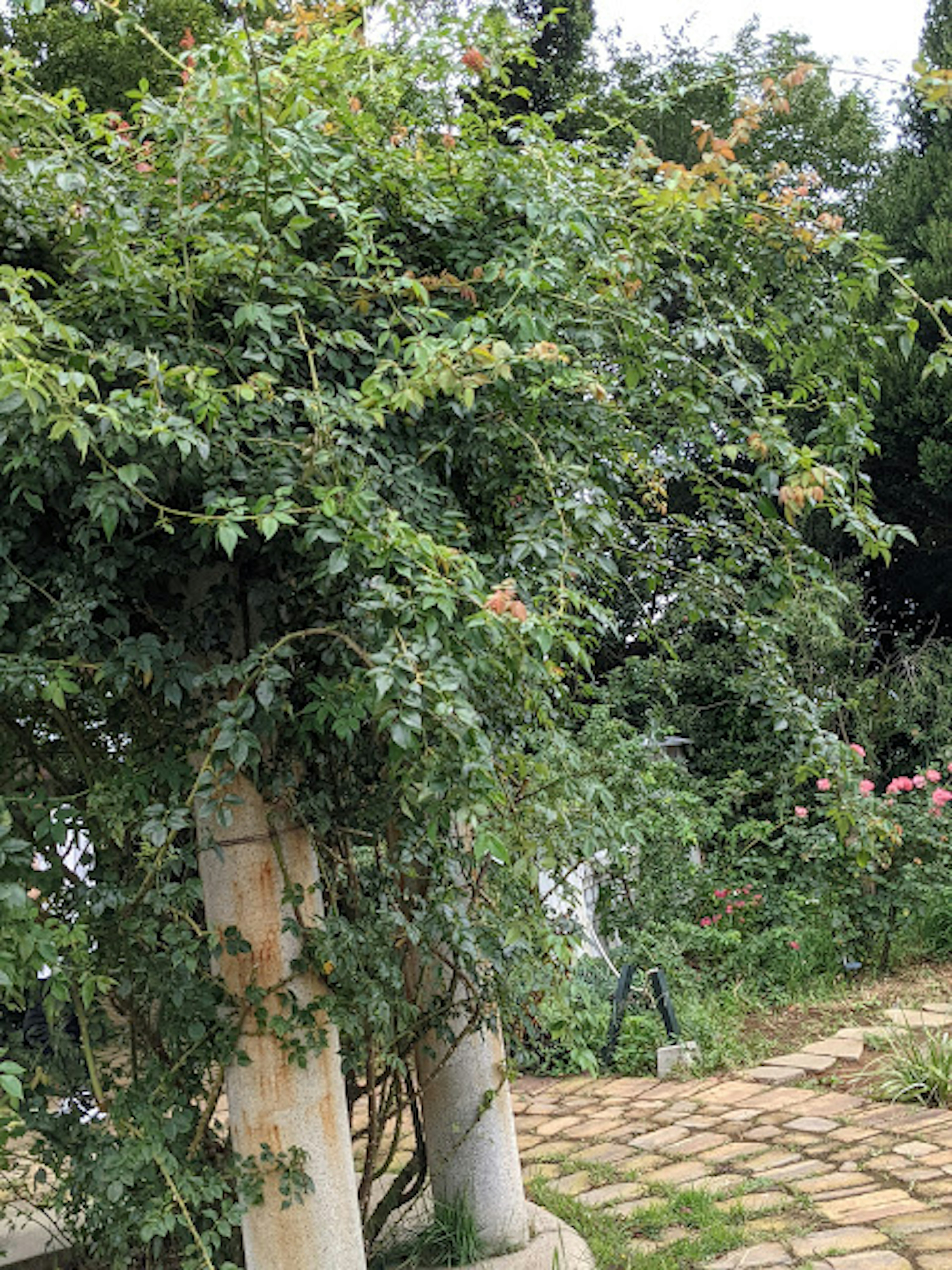 Lush green foliage covering stone columns in a garden