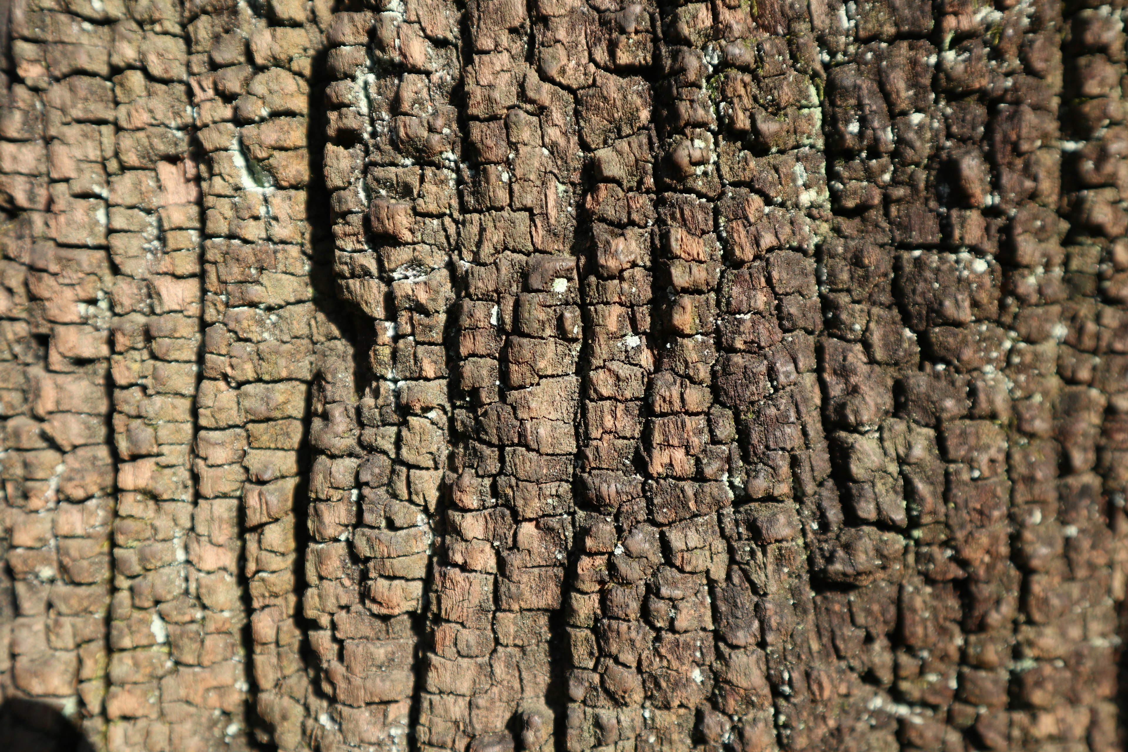 Detailed texture and pattern of tree bark