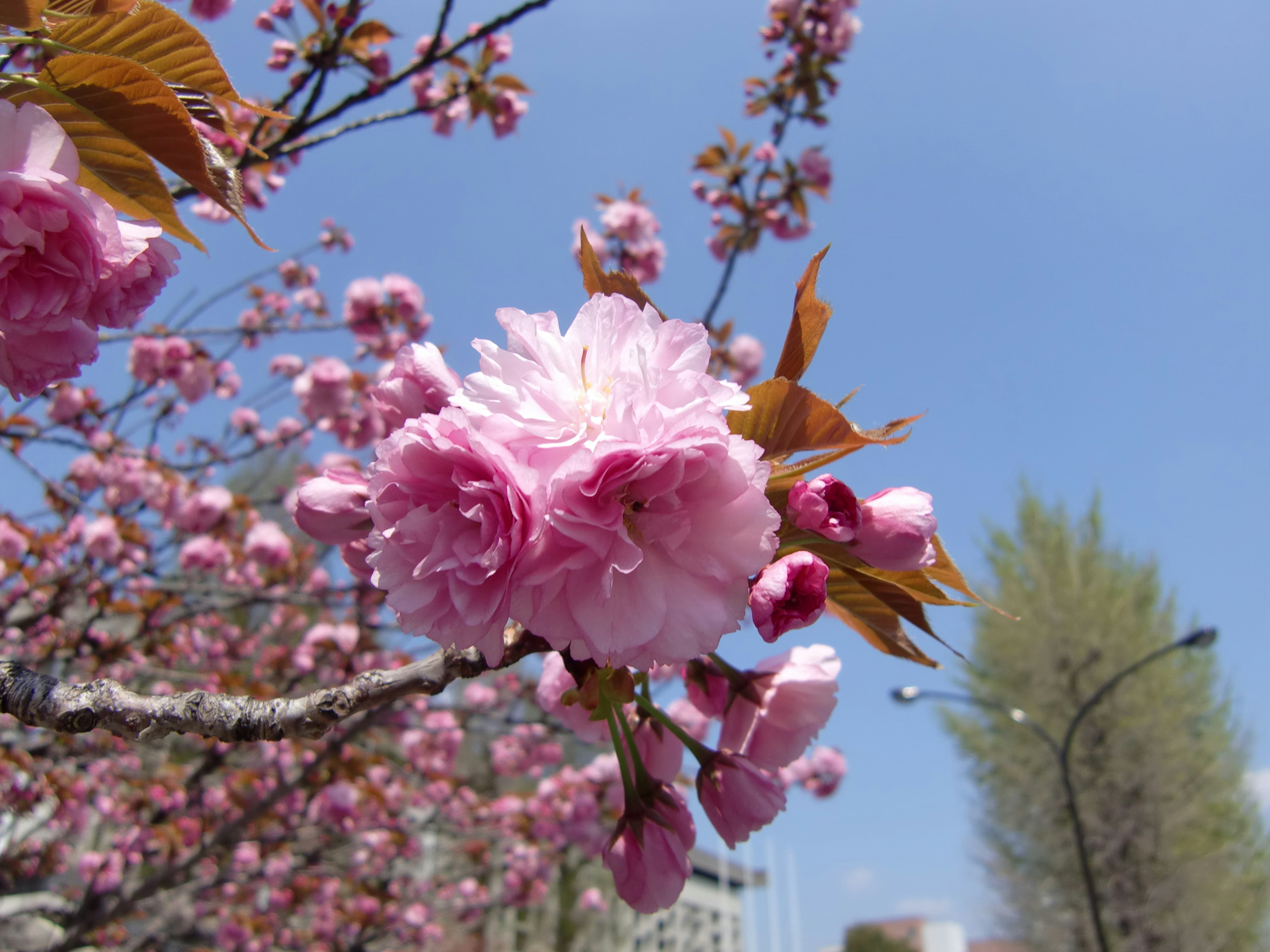 Schöne Szene von blühenden Kirschblüten