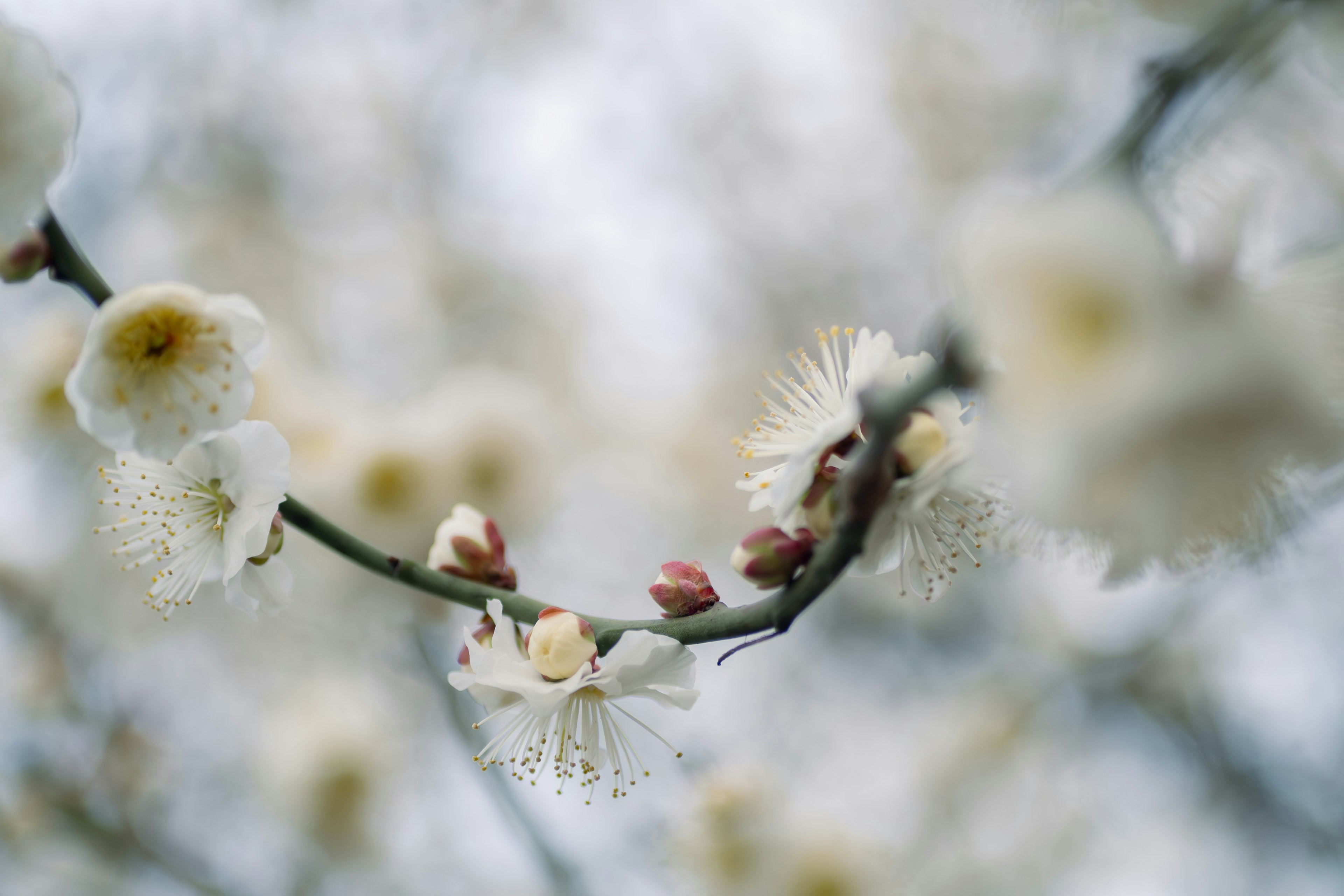 梅树枝的特写，白色花朵和花蕾