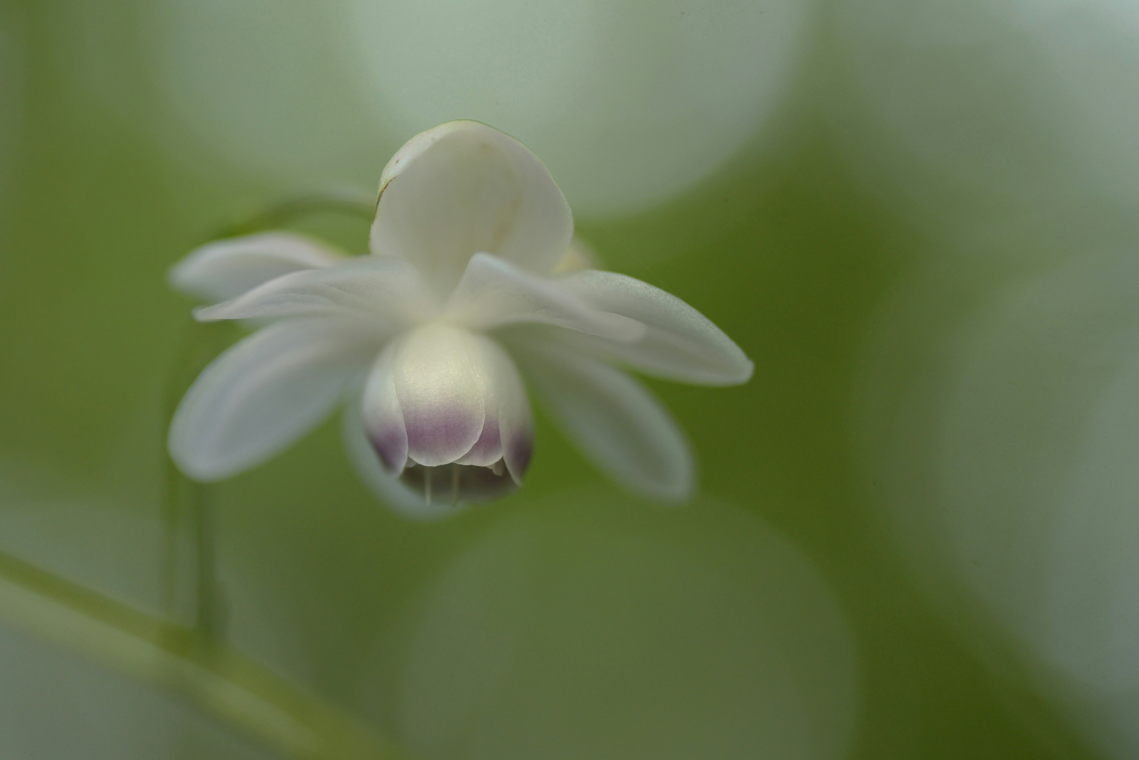 Delicate image of a white flower against a green background