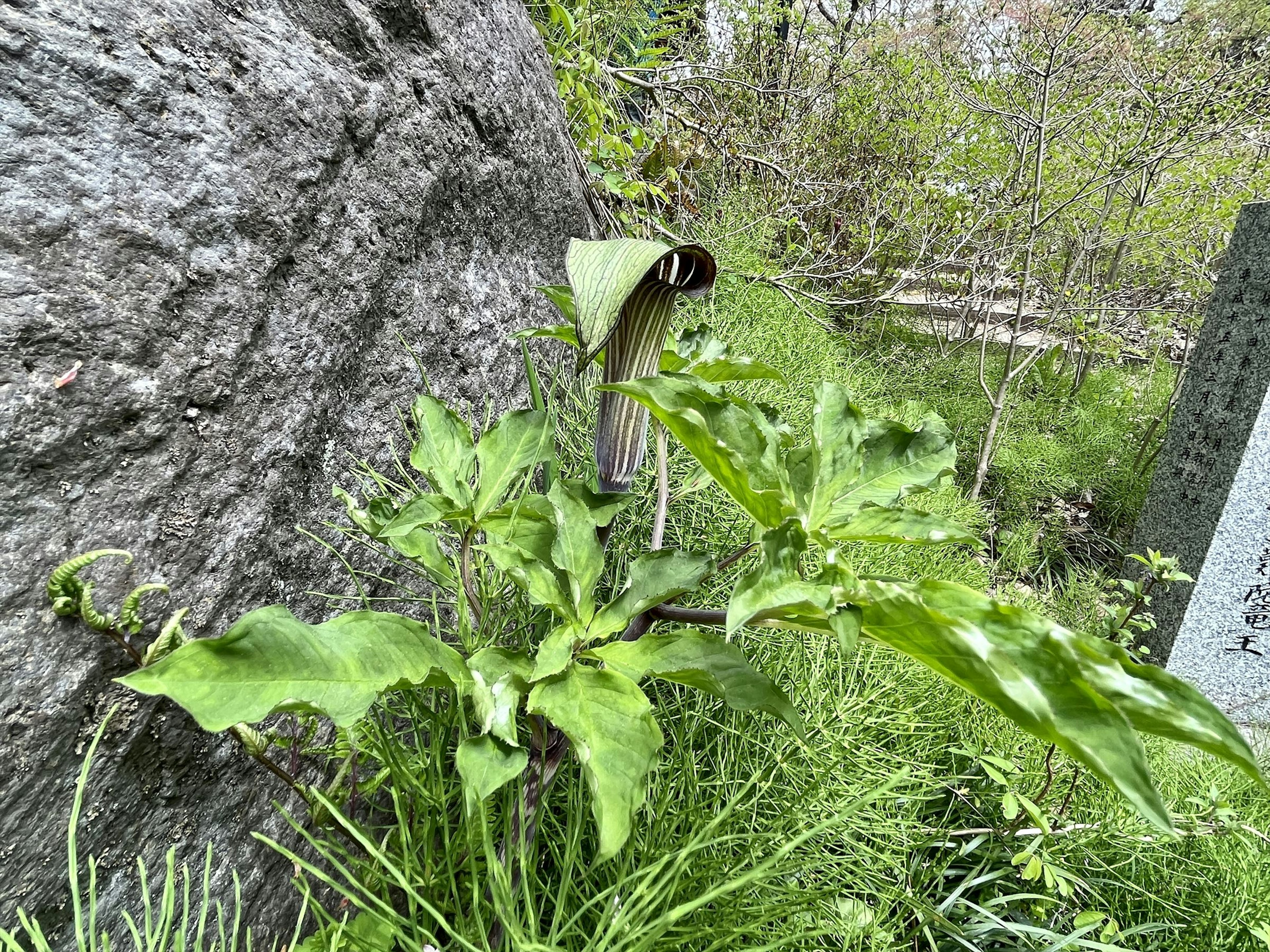 Planta verde y hojas creciendo cerca de una roca