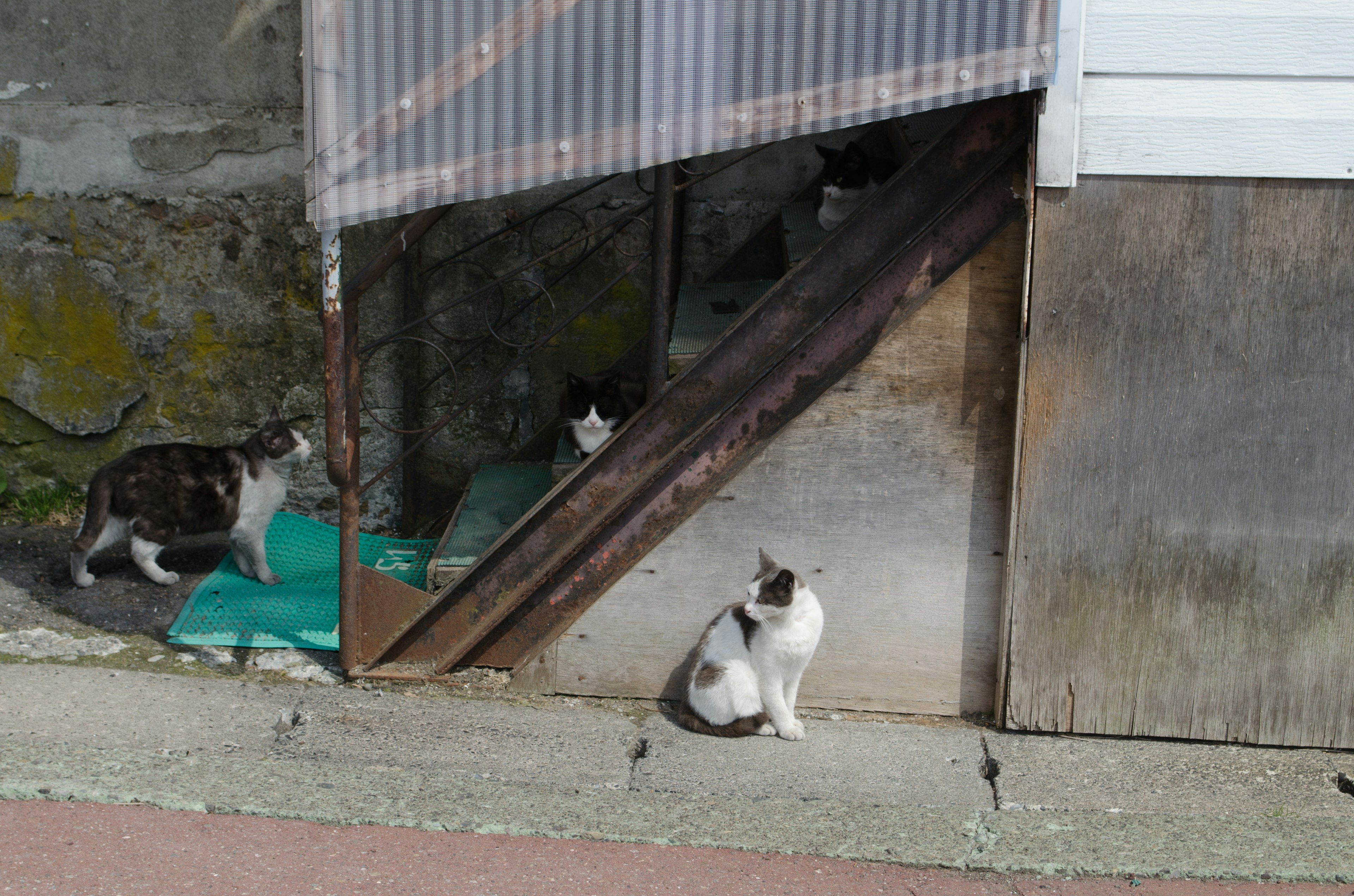 Katzen in der Nähe einer Treppe mit einem alten Gebäude im Hintergrund