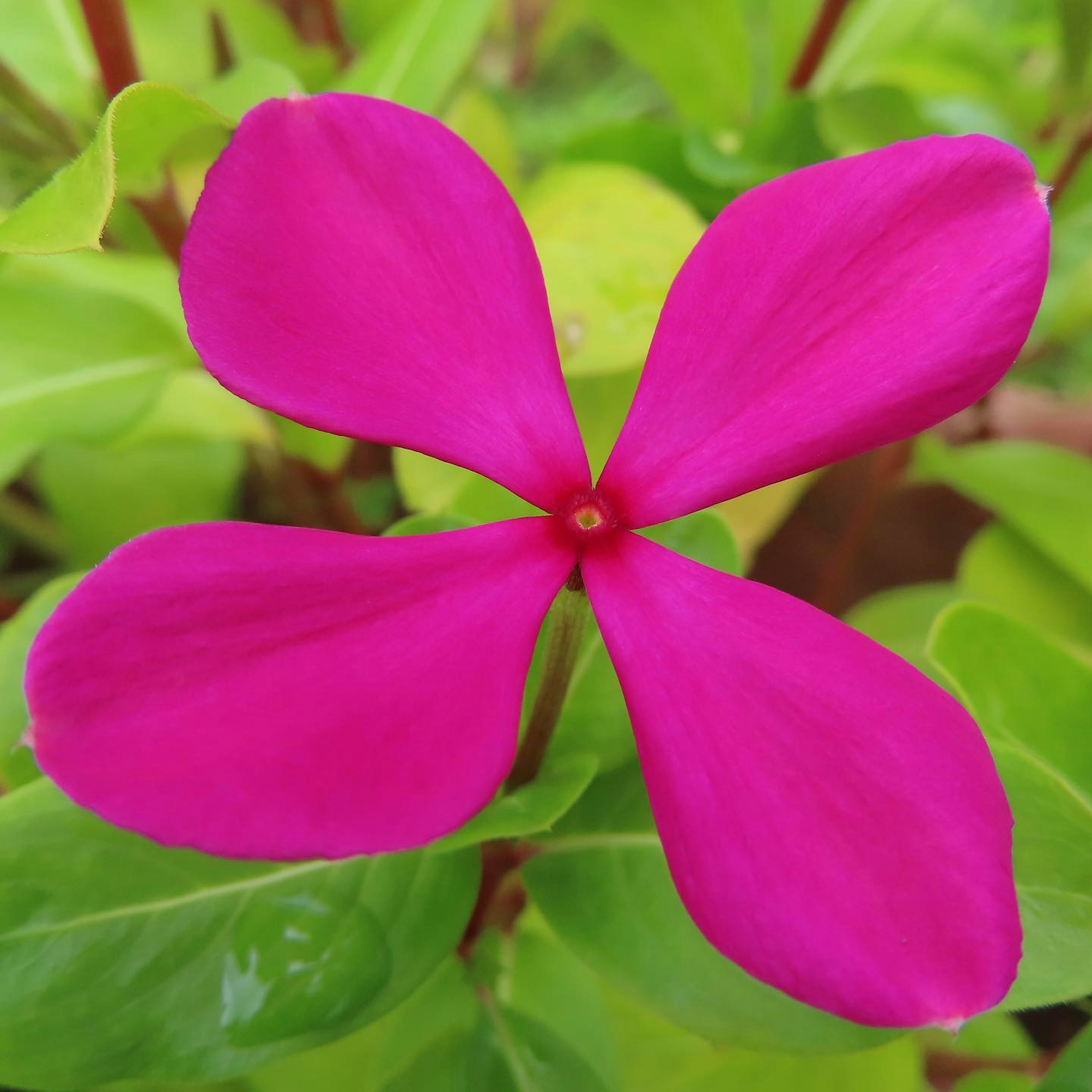 Bunga berwarna pink cerah dengan daun hijau