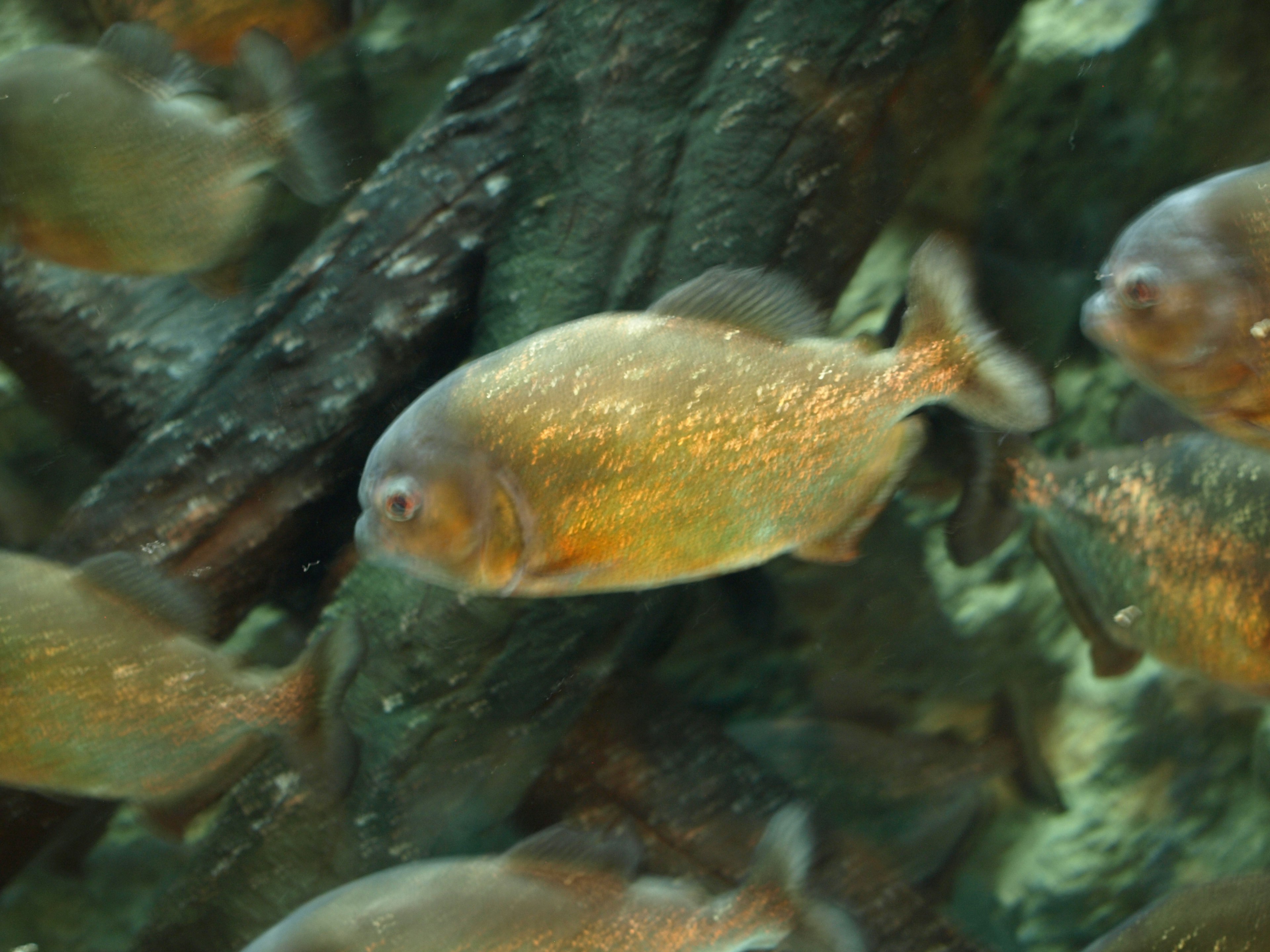 École de poissons d'eau douce nageant parmi des branches submergées