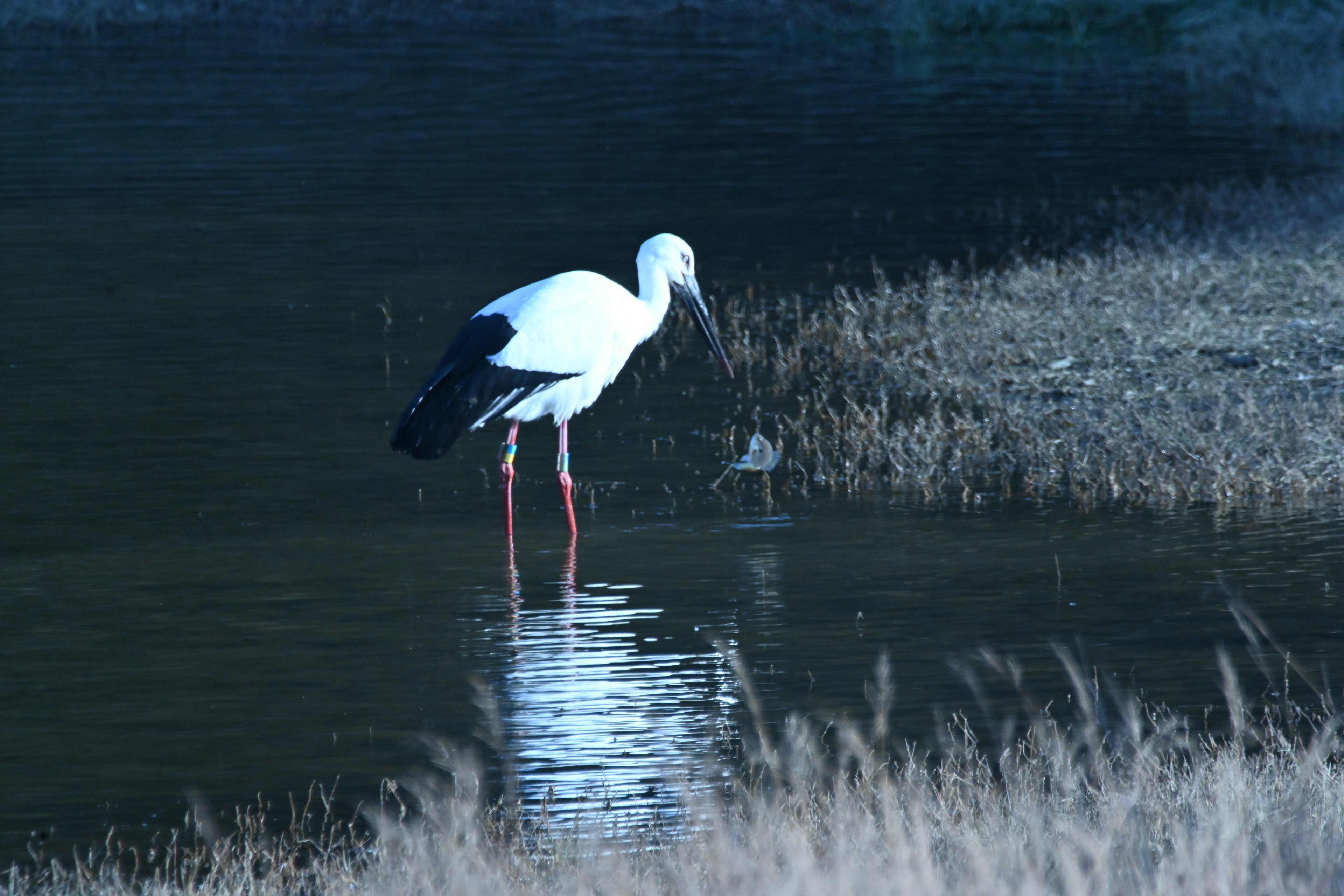 Ein weißer Storch steht am Wasser mit seinem Spiegelbild