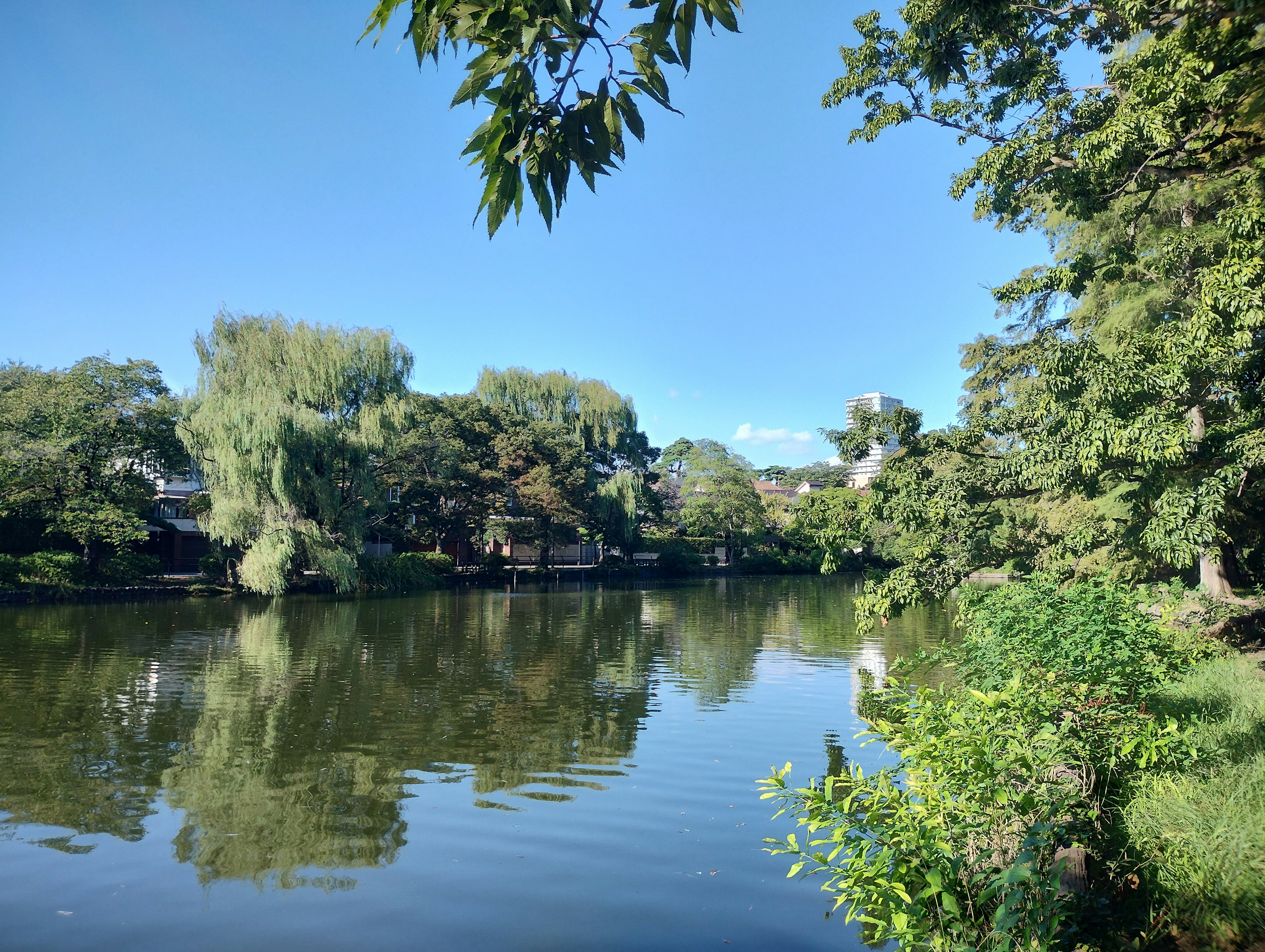 Un lago sereno rodeado de vegetación exuberante y un cielo azul claro