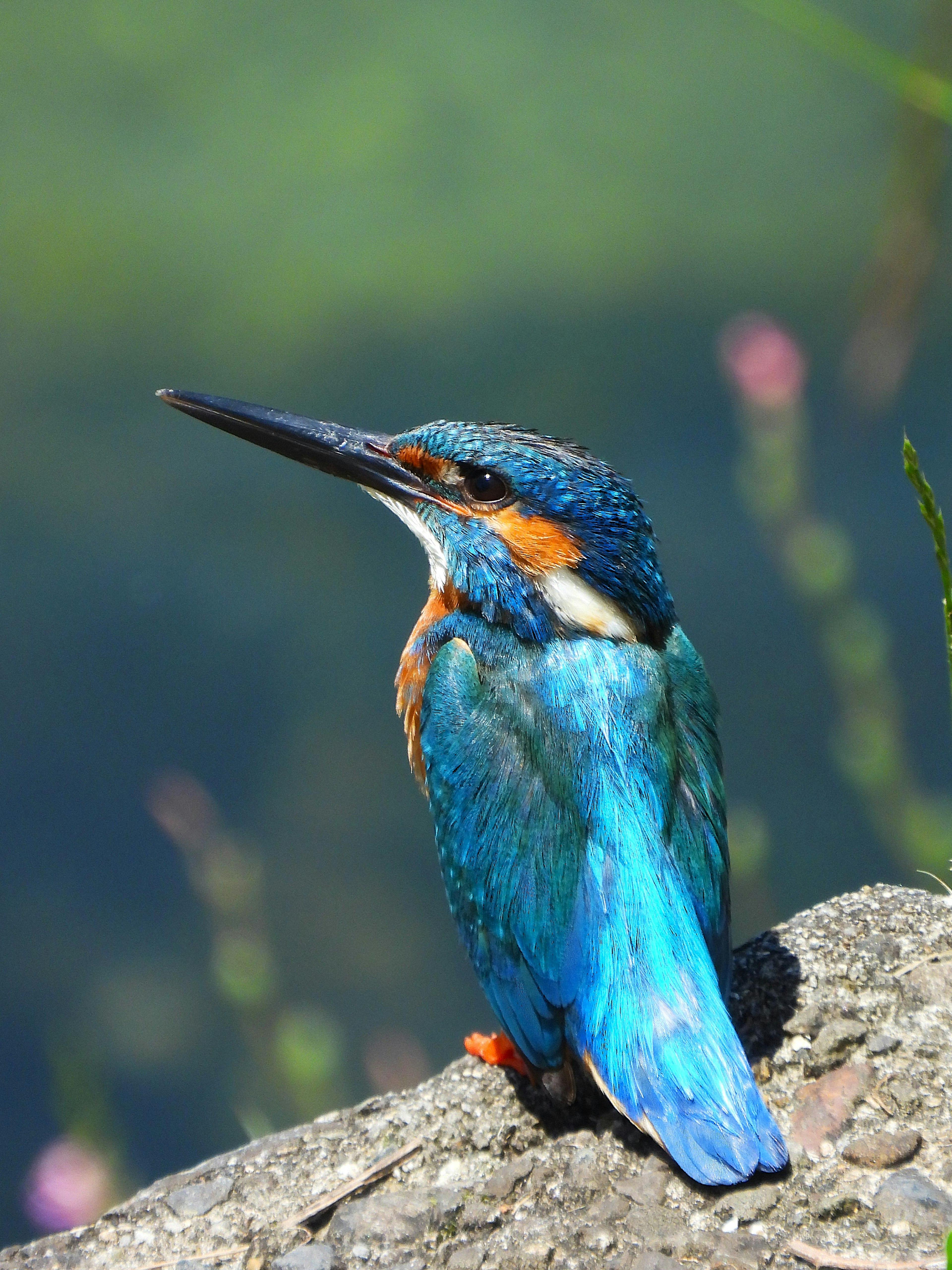 Seekor ikan penggali biru yang cerah bertengger di atas batu dekat air