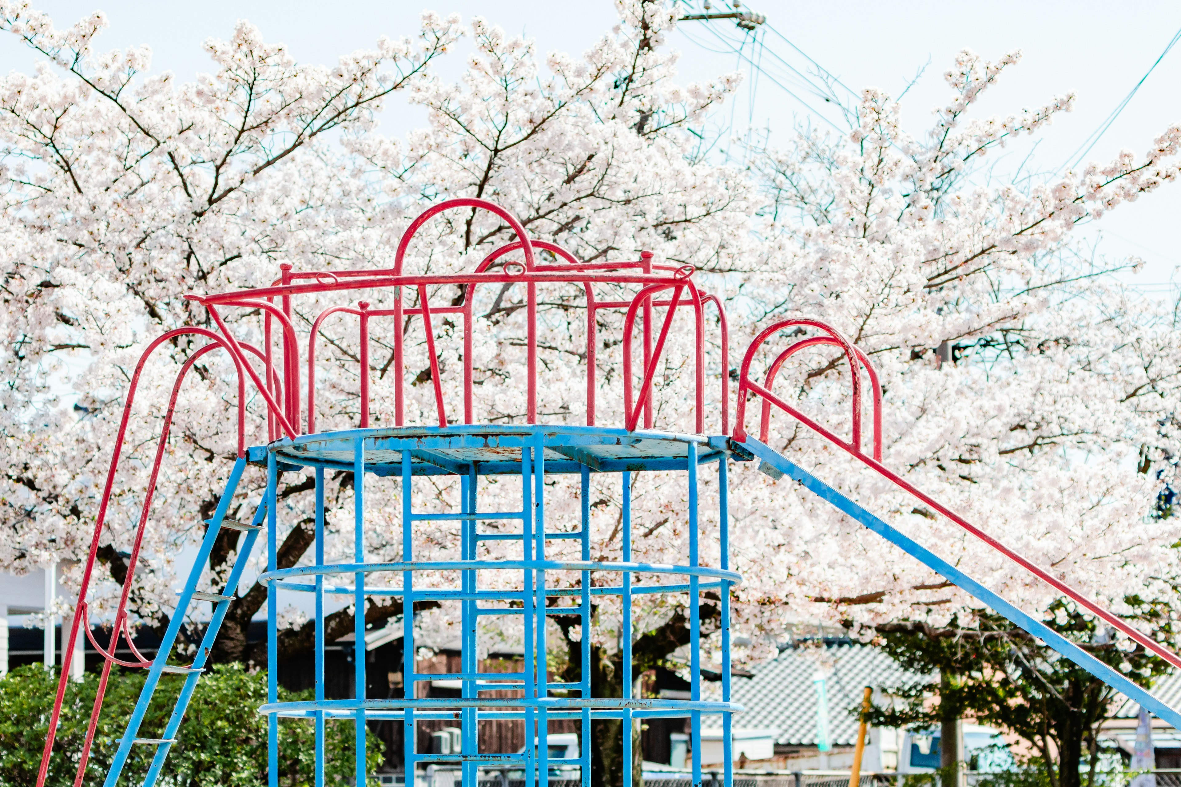 桜の木の下にある青と赤の遊具