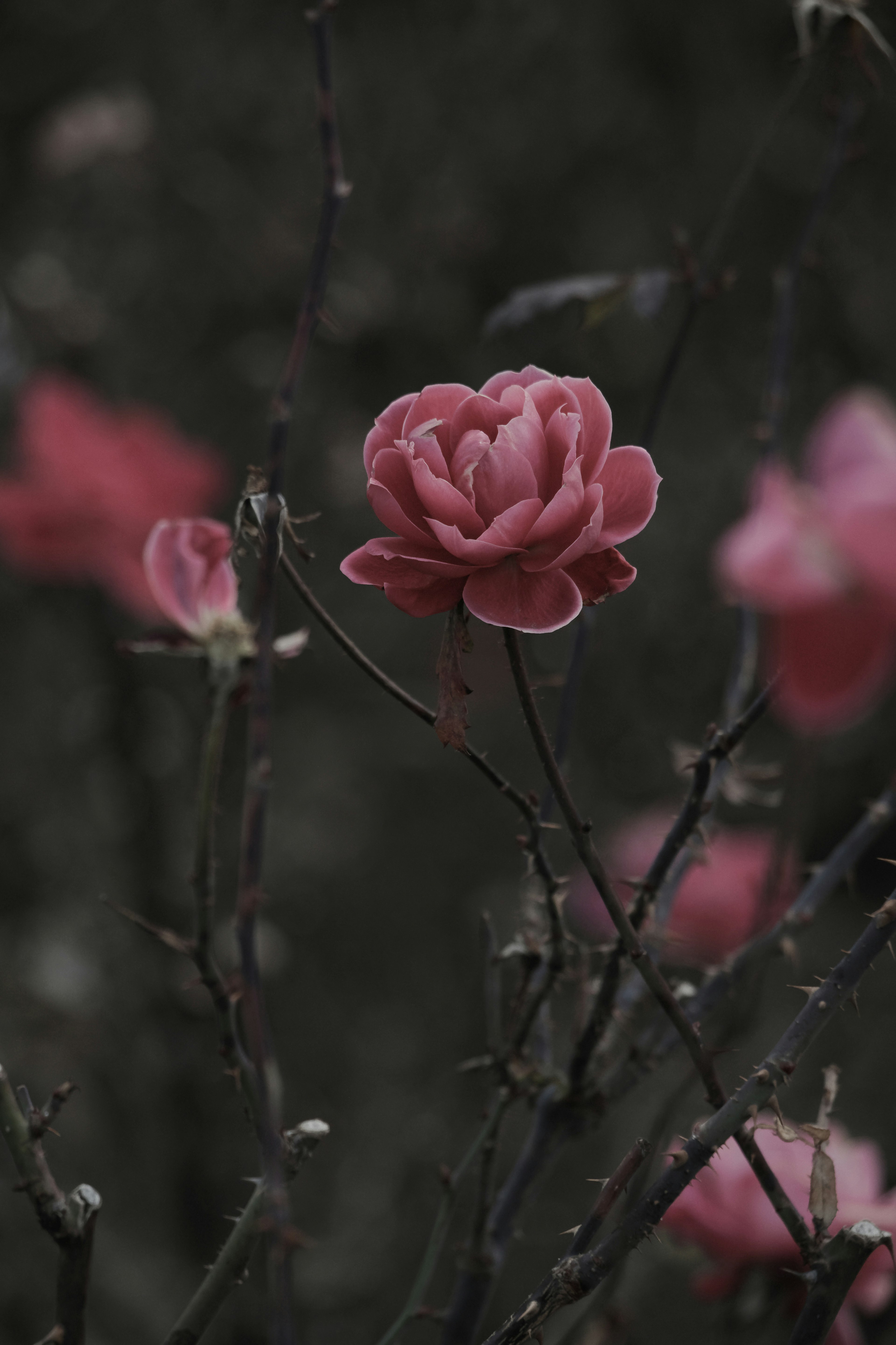 薄暗い背景に咲くピンクの花と枝