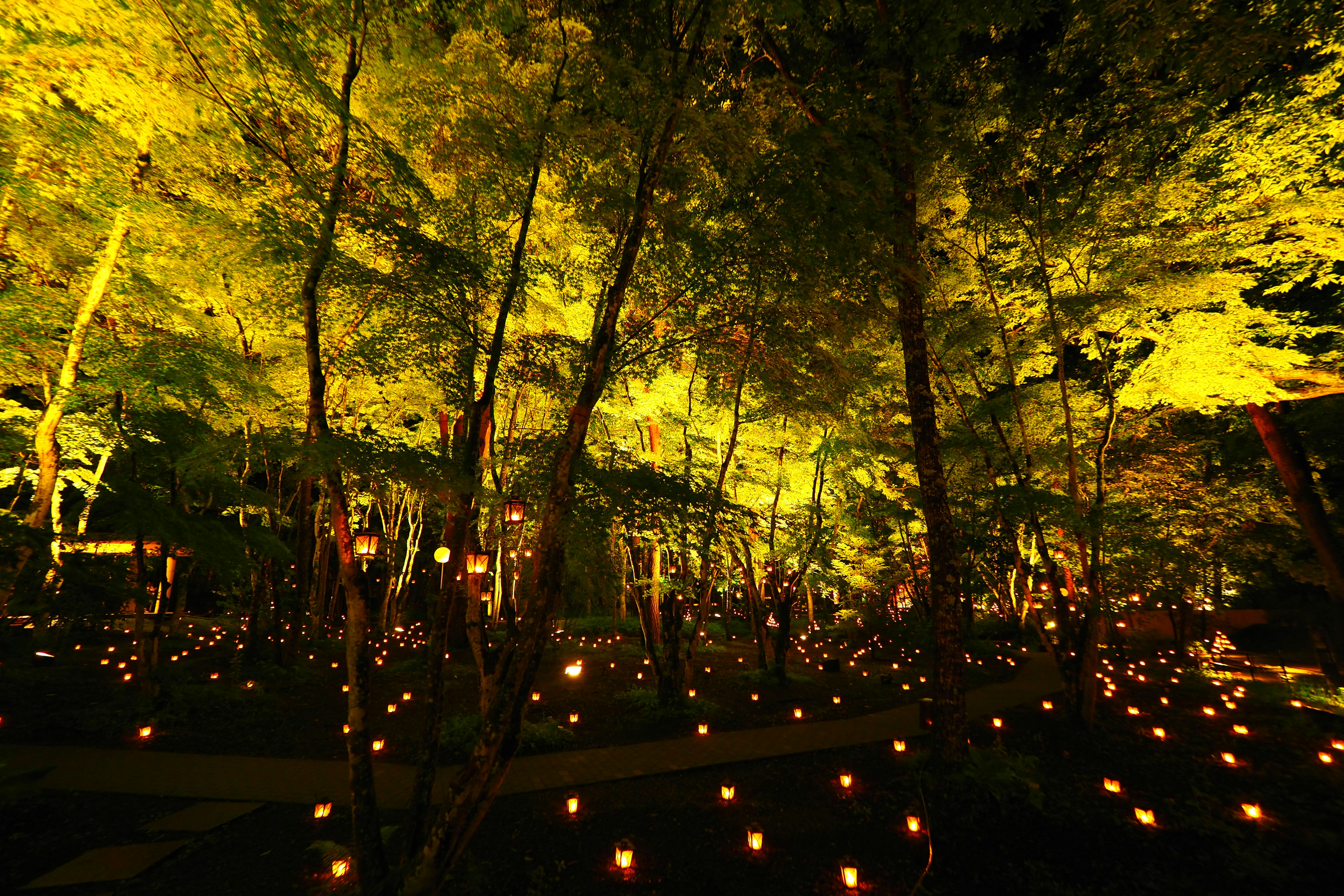 Numerosas velas encendidas en un bosque nocturno rodeadas de vibrantes hojas verdes creando una atmósfera mágica