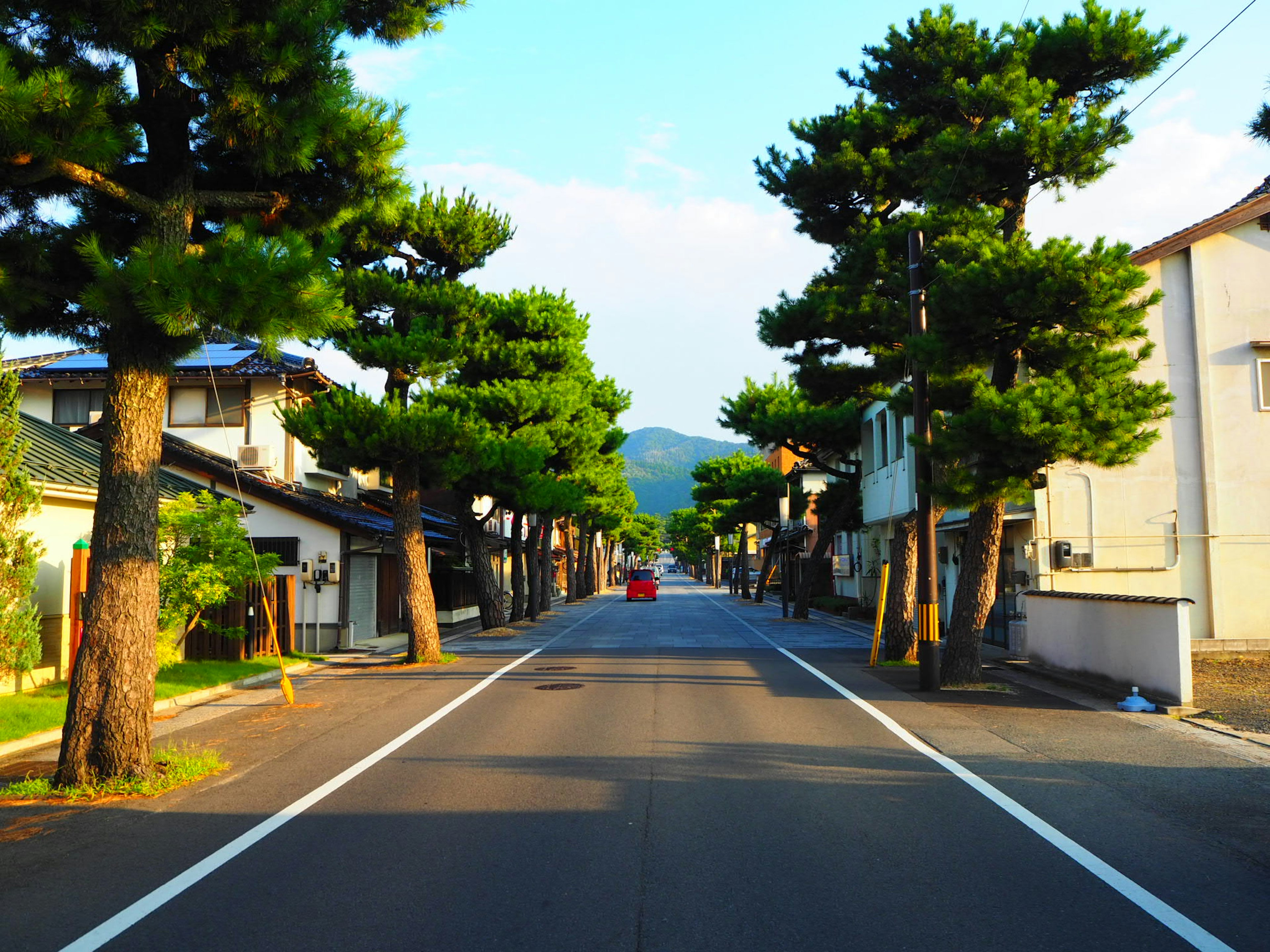 Quiet street lined with green pine trees