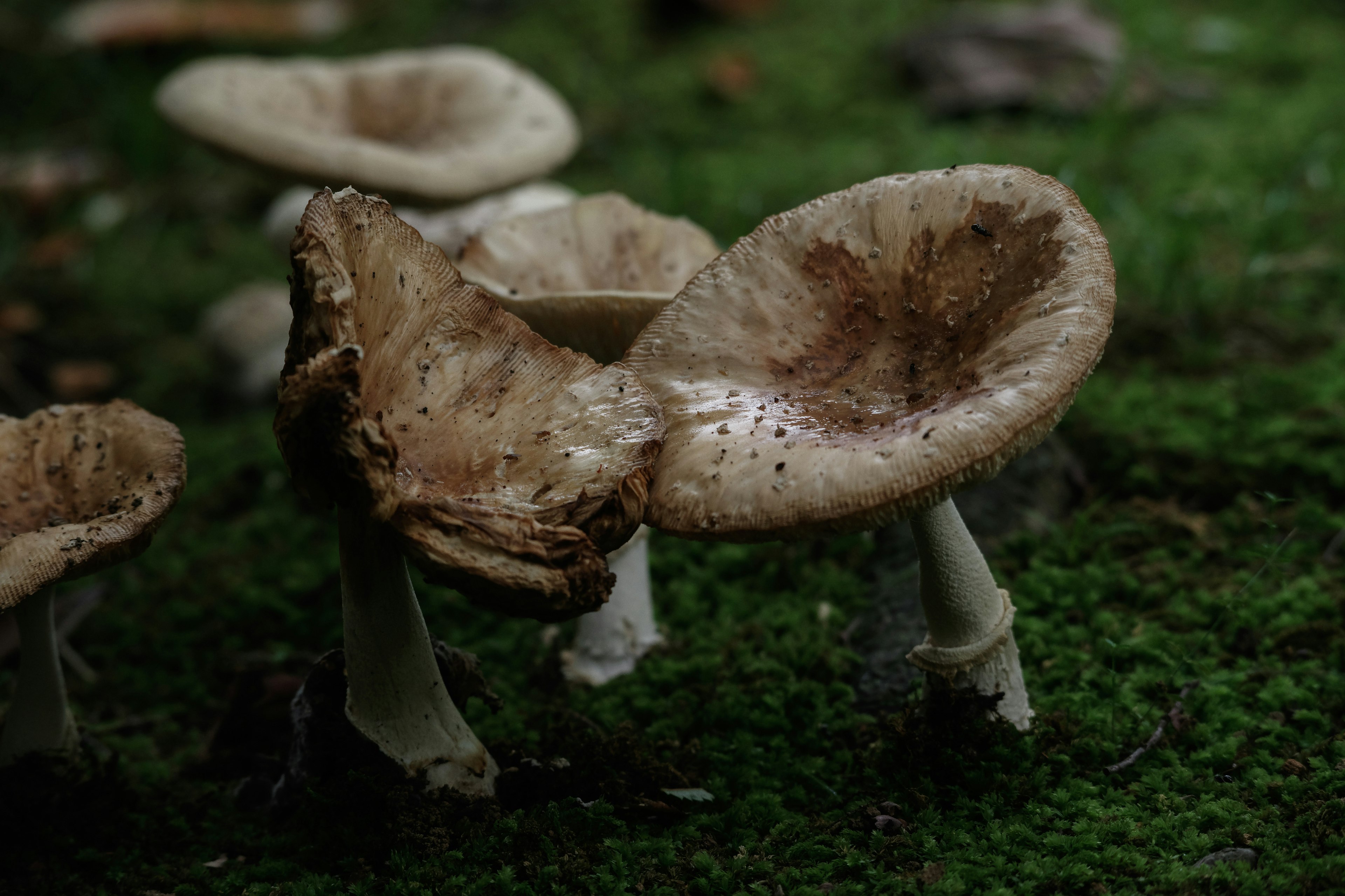 Grupo de champiñones marrones creciendo sobre un fondo oscuro